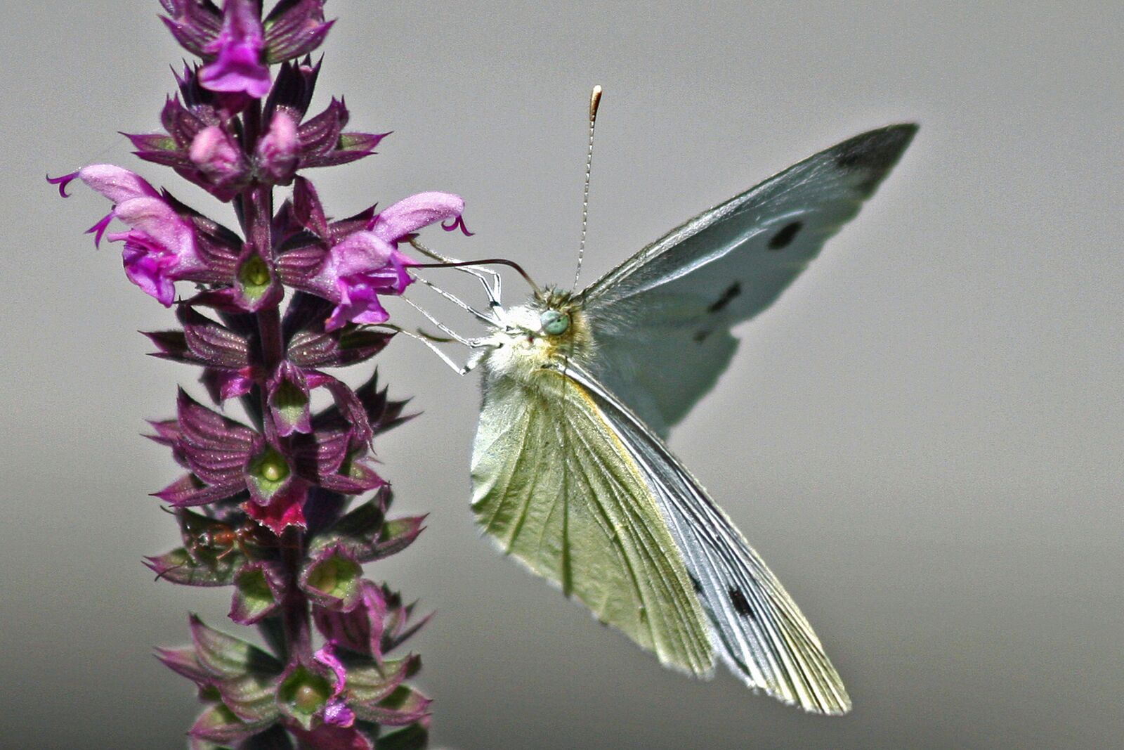 Canon EOS 40D sample photo. White brimstone butterfly, insect photography