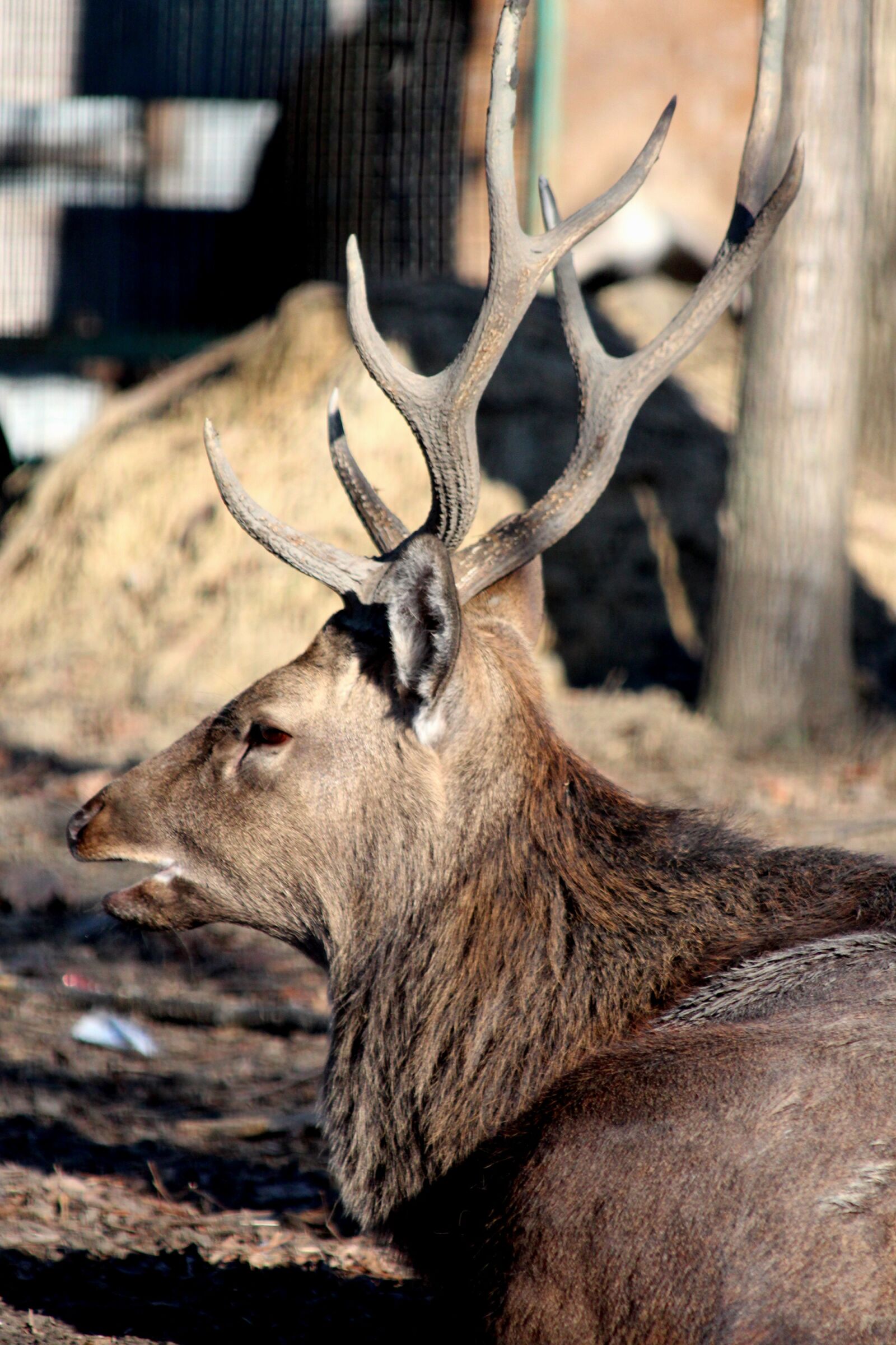 Canon EOS 650D (EOS Rebel T4i / EOS Kiss X6i) sample photo. Deer, male, nature photography