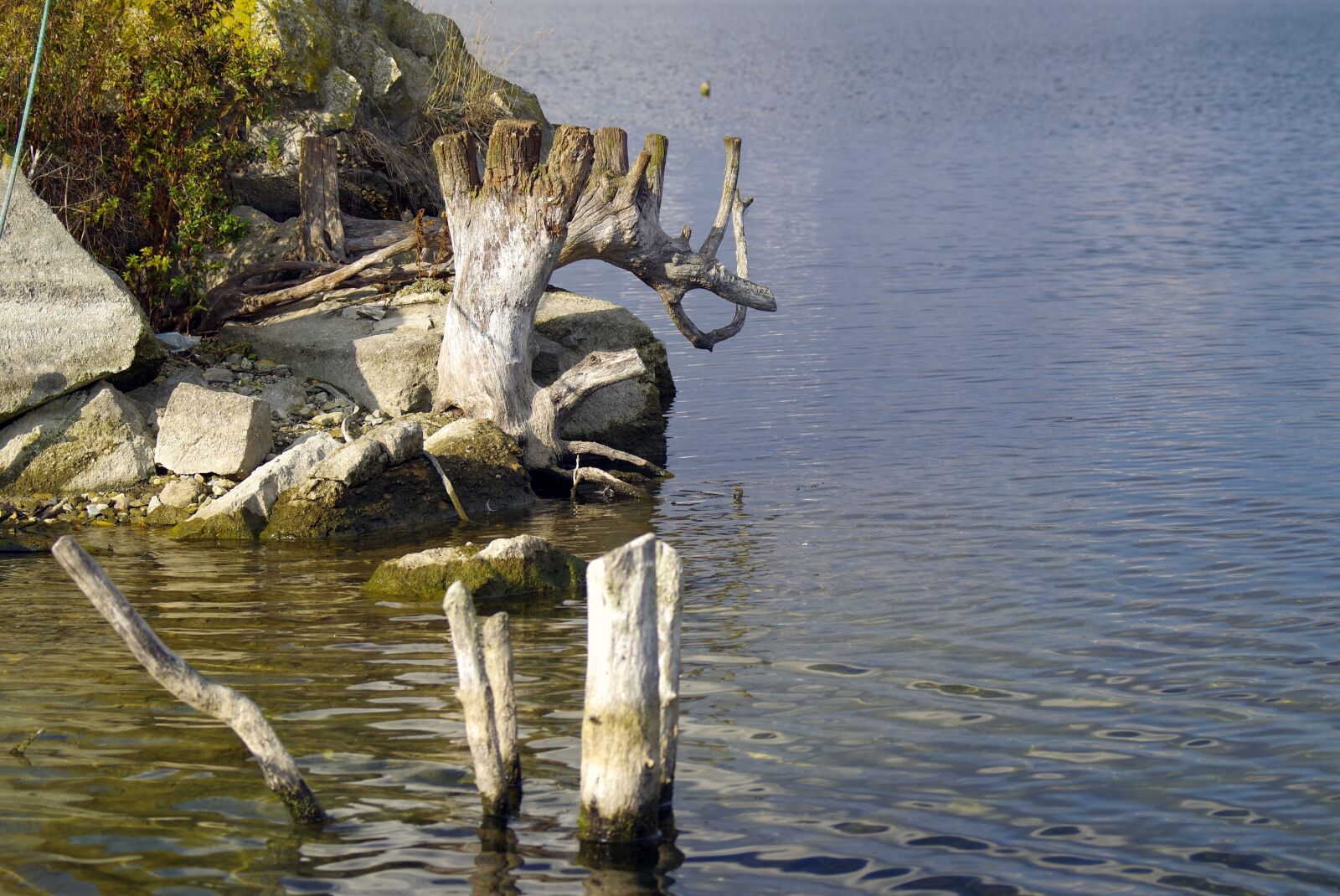 Pentax K-S2 sample photo. Water, dry trunk, tree photography