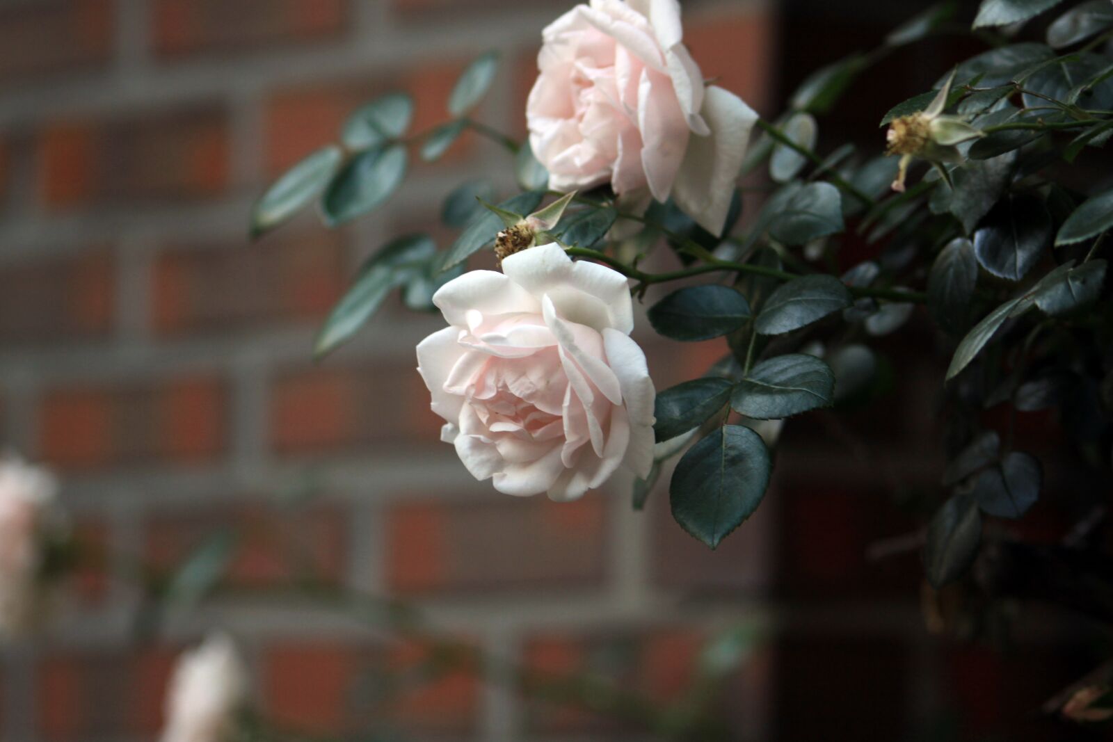 Canon EOS 50D sample photo. Rose, white rose, pink photography