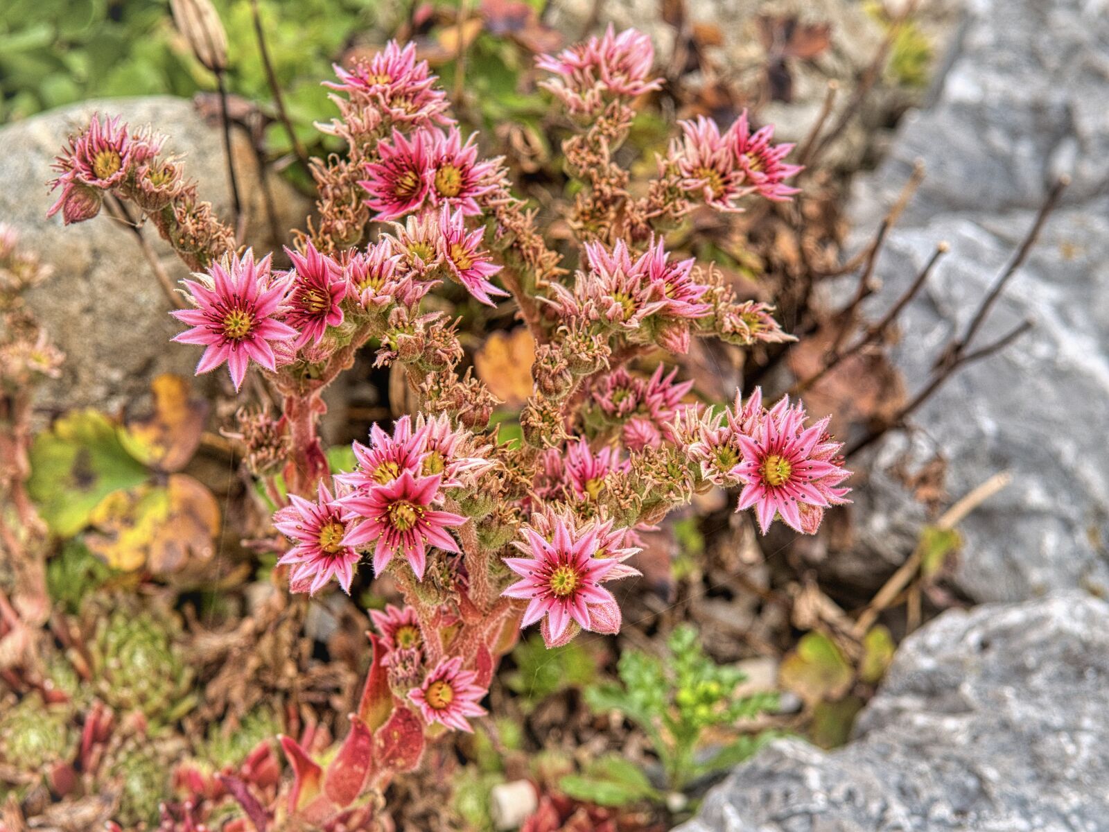Nikon D7500 sample photo. Flowers, bloom, petals photography