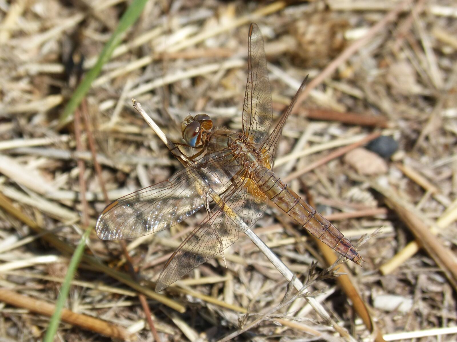 Panasonic DMC-FZ62 sample photo. Dragonfly, winged insect, dragonfly photography