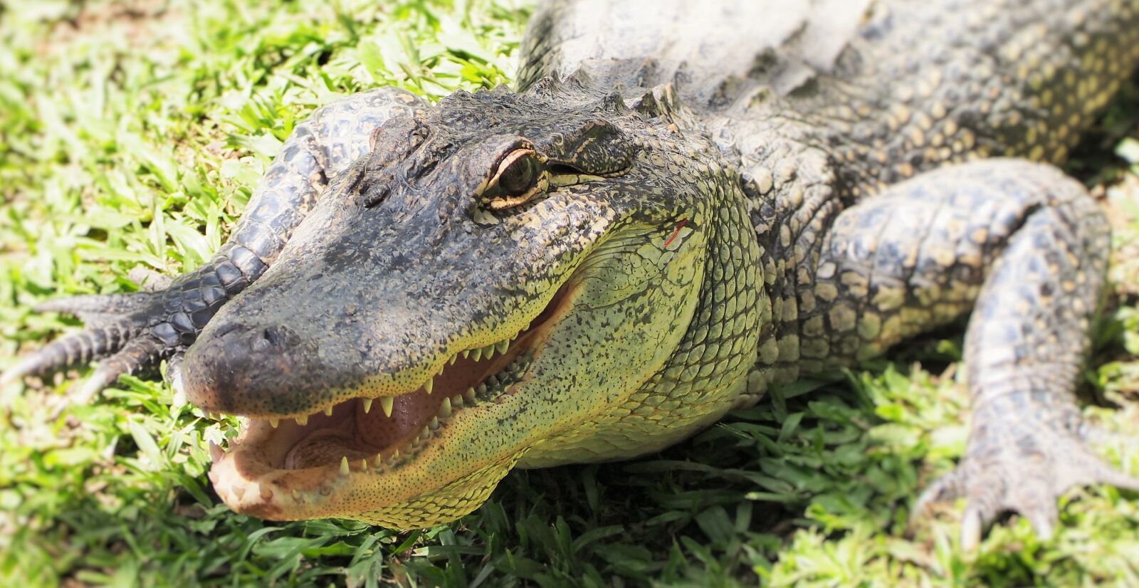 Olympus OM-D E-M10 sample photo. Crocodile, croc, australia photography