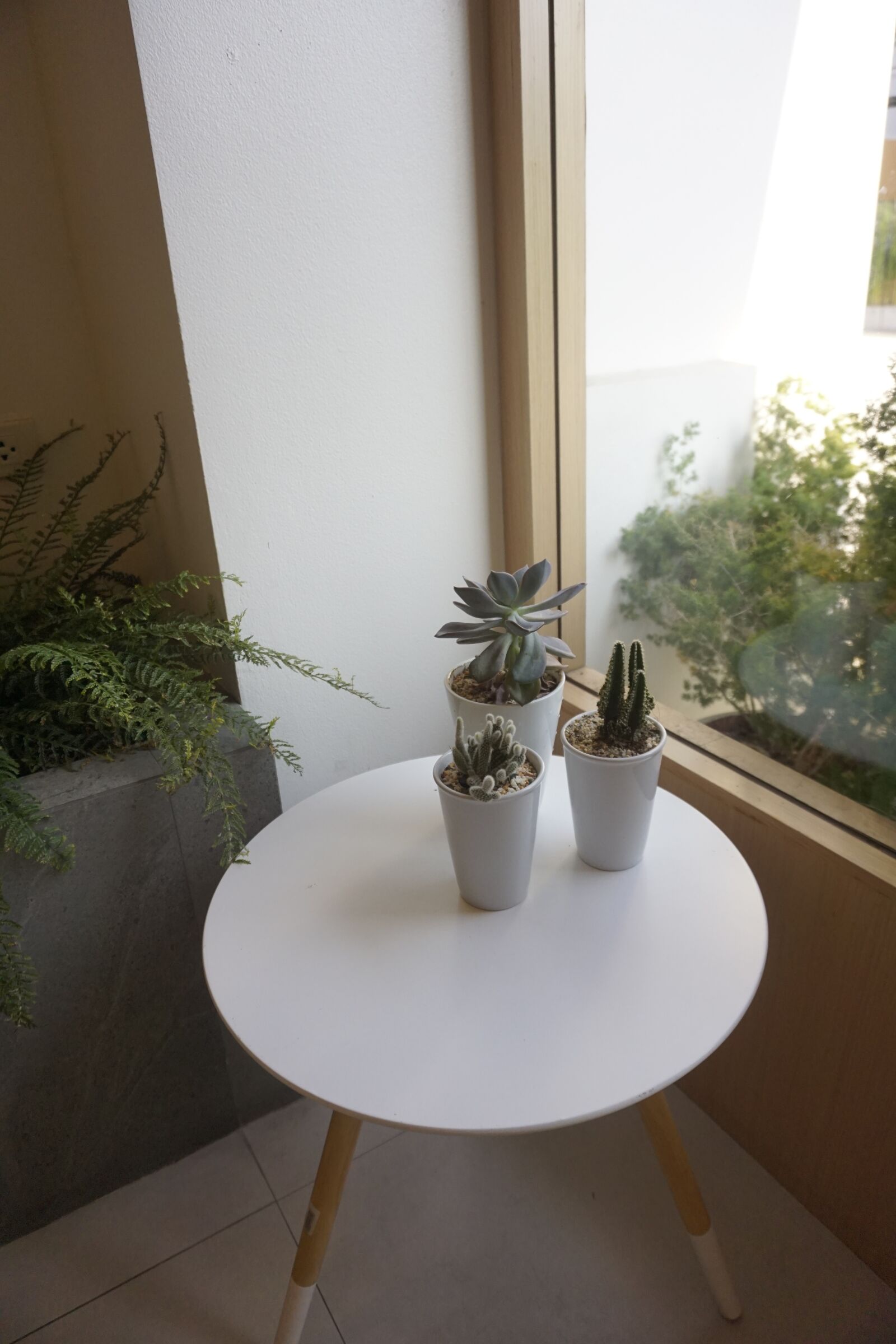 Sony a6000 sample photo. Green, cactus, plant photography