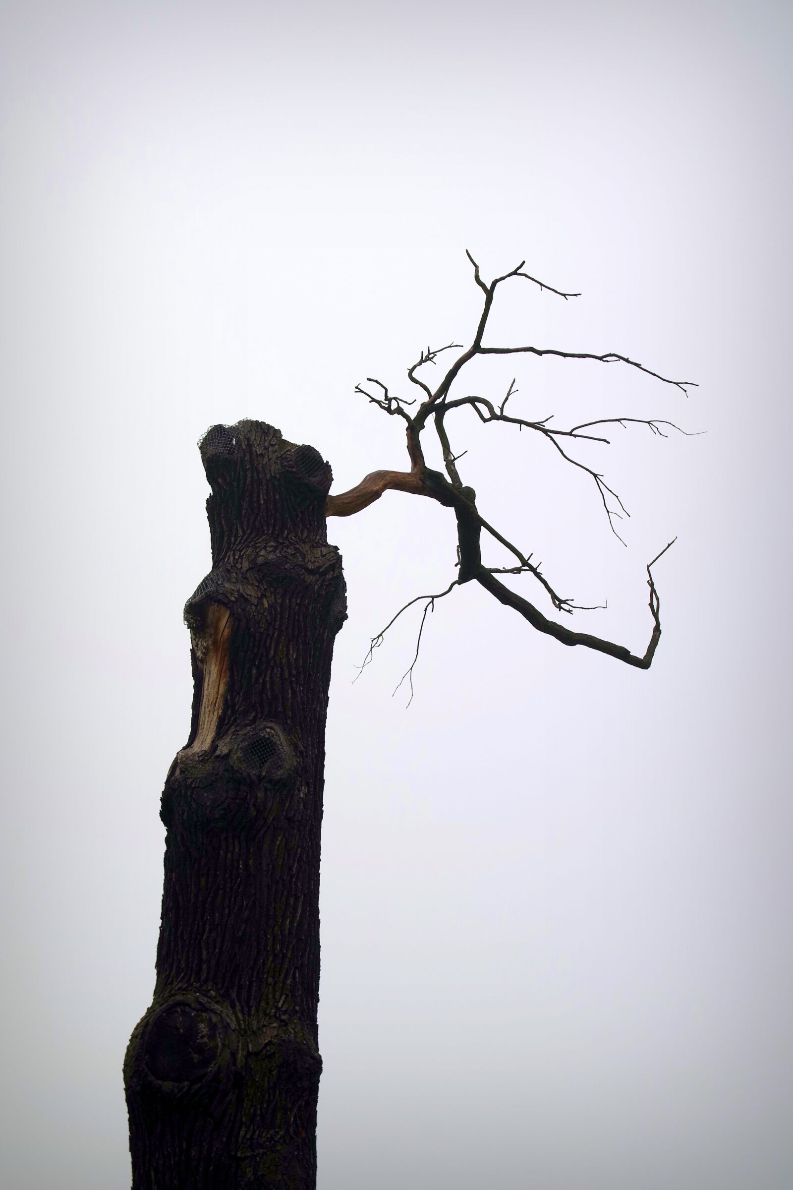 Pentax K-S2 sample photo. Tree, dead, old photography