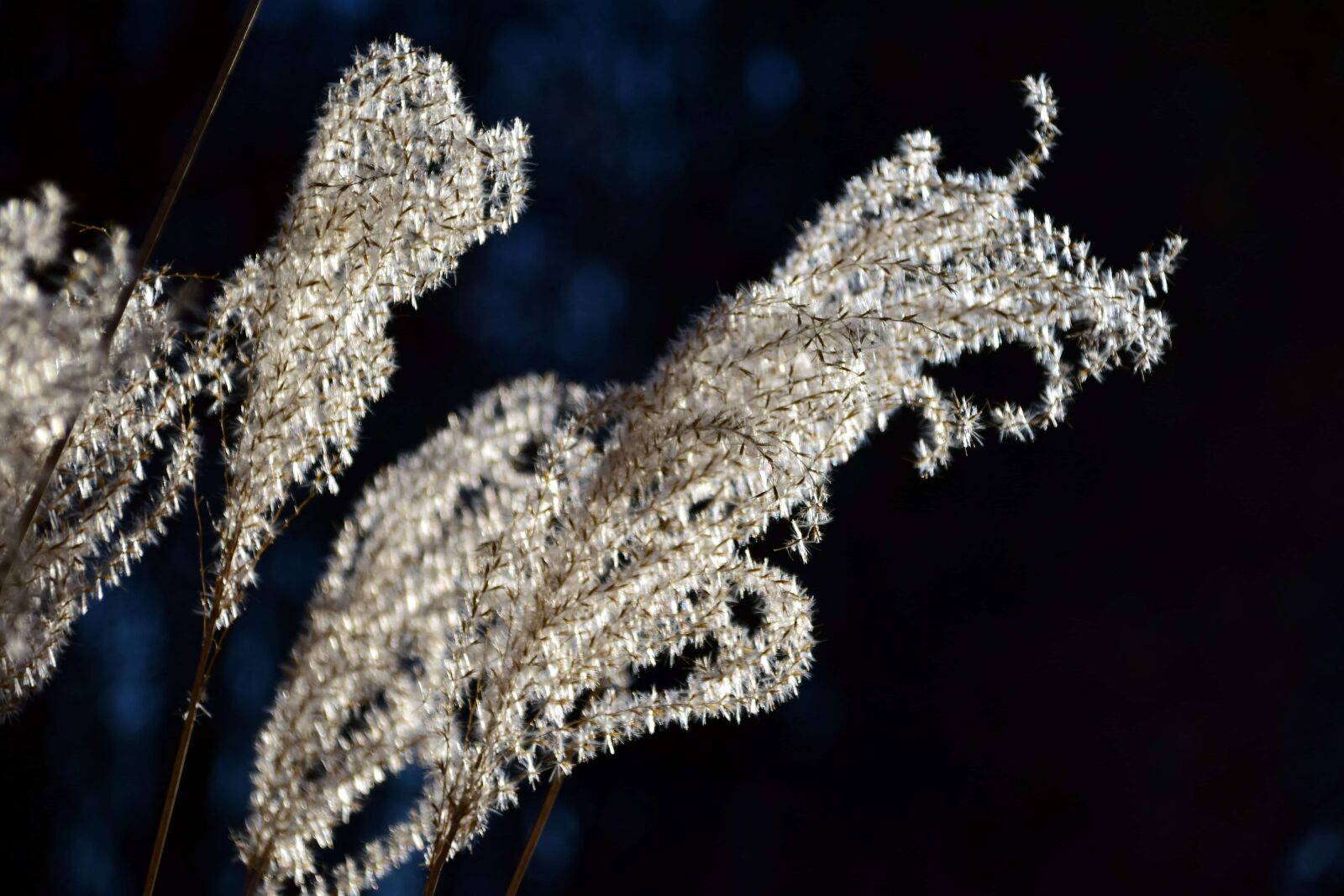 Nikon D3300 sample photo. Flora, seed, plant, branch photography