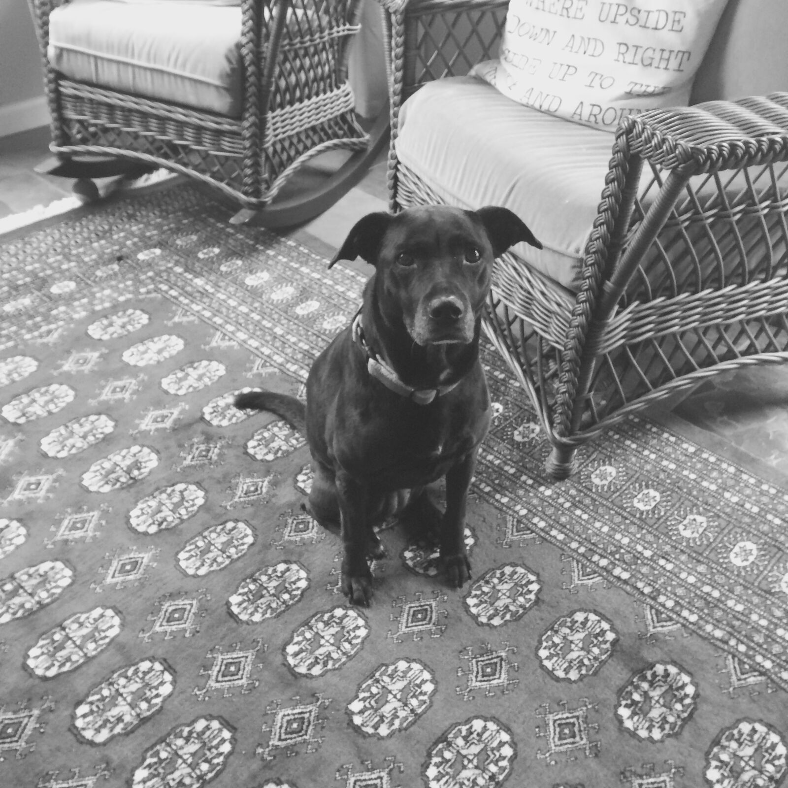 iPhone 5s back camera 4.15mm f/2.2 sample photo. Dog photography