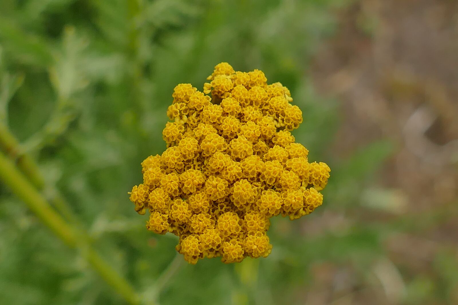 Panasonic Lumix DMC-FZ1000 sample photo. Yellow flower, plant, blossom photography