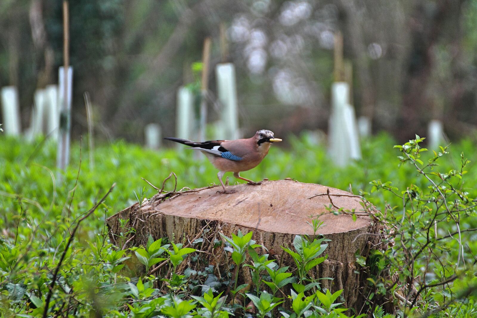 Canon EOS 1100D (EOS Rebel T3 / EOS Kiss X50) sample photo. Bird, park, countryside photography