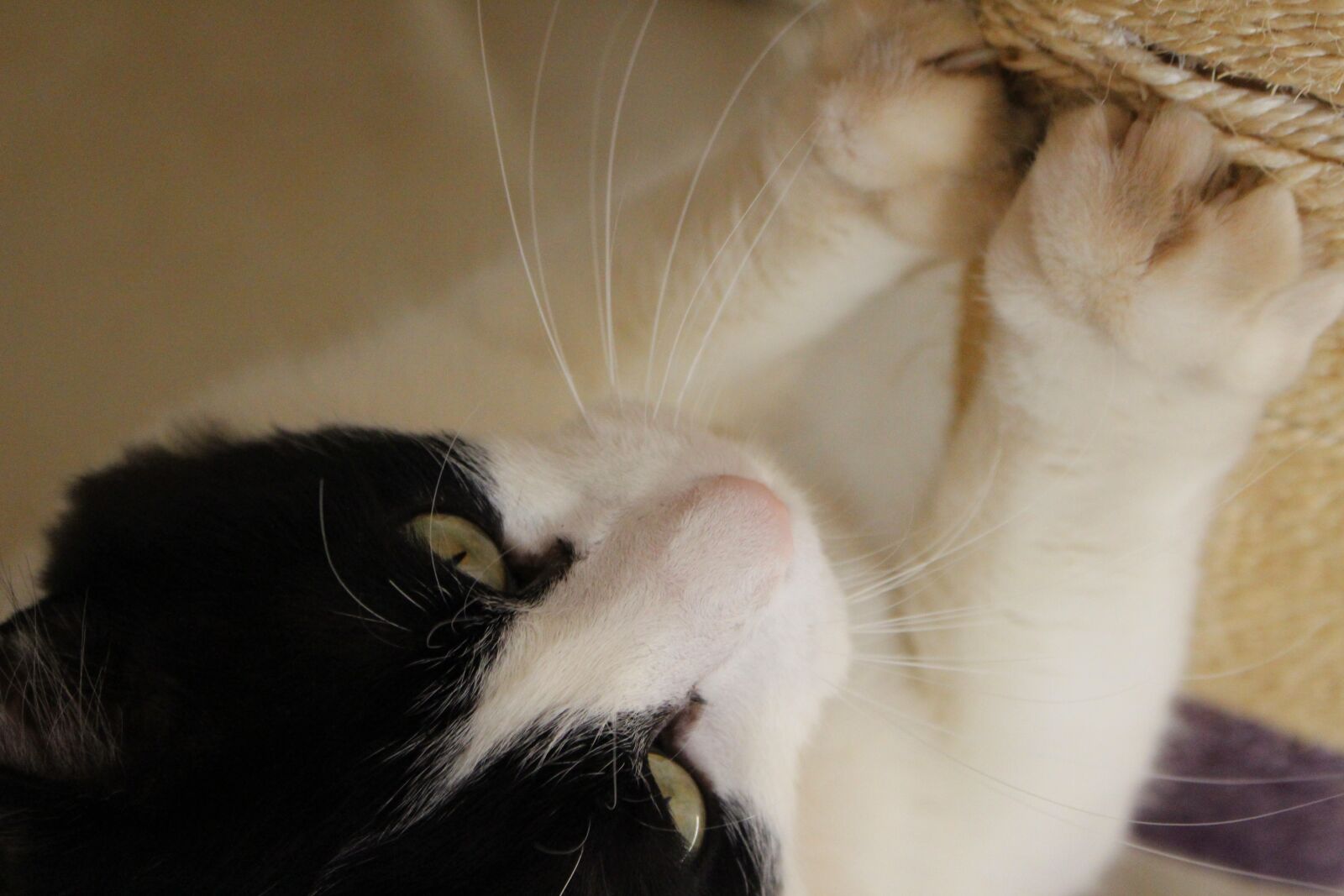 Canon EOS 700D (EOS Rebel T5i / EOS Kiss X7i) sample photo. Tom, arranhador, cat photography