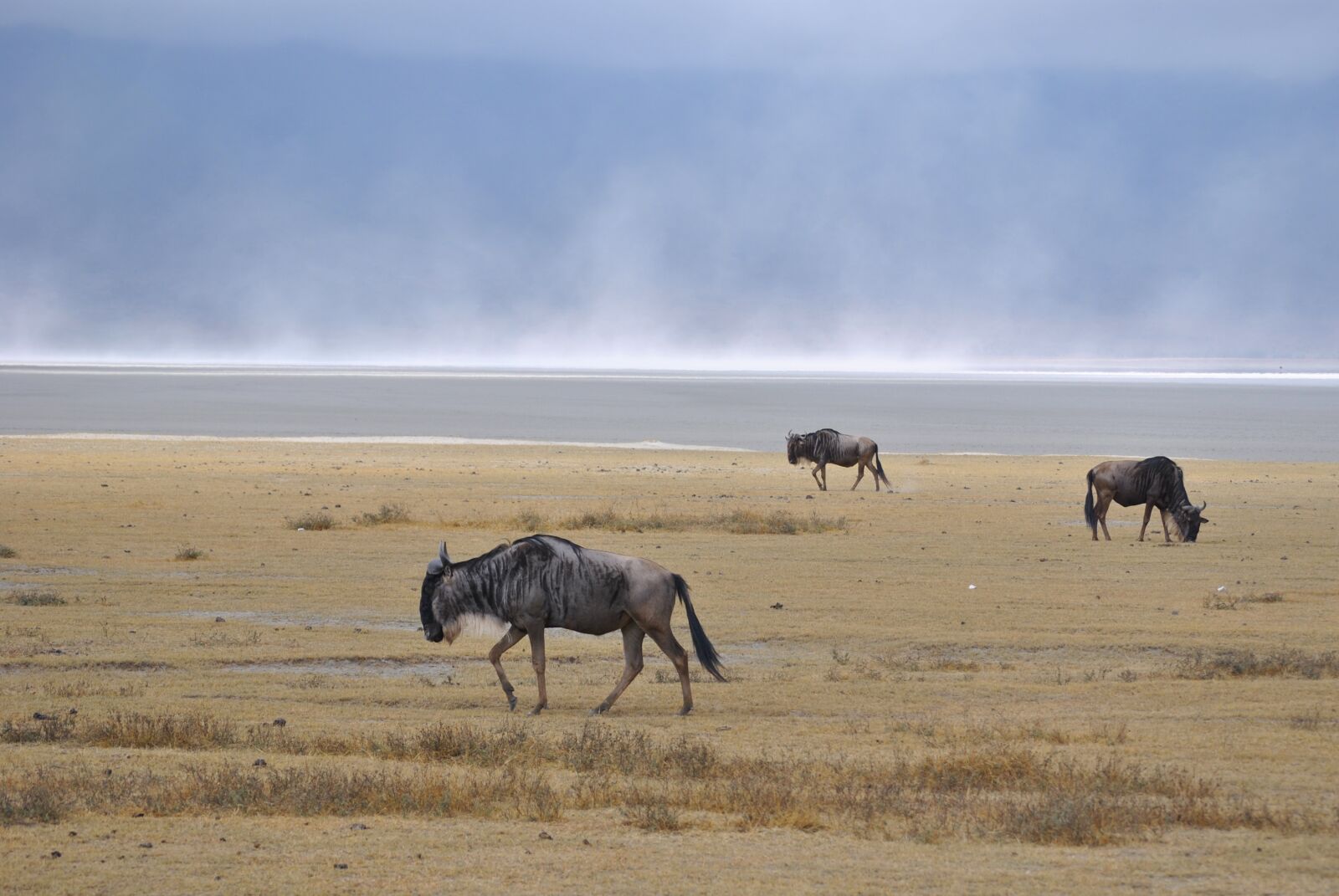 Nikon D3000 sample photo. Ngorongoro crater, salt lake photography
