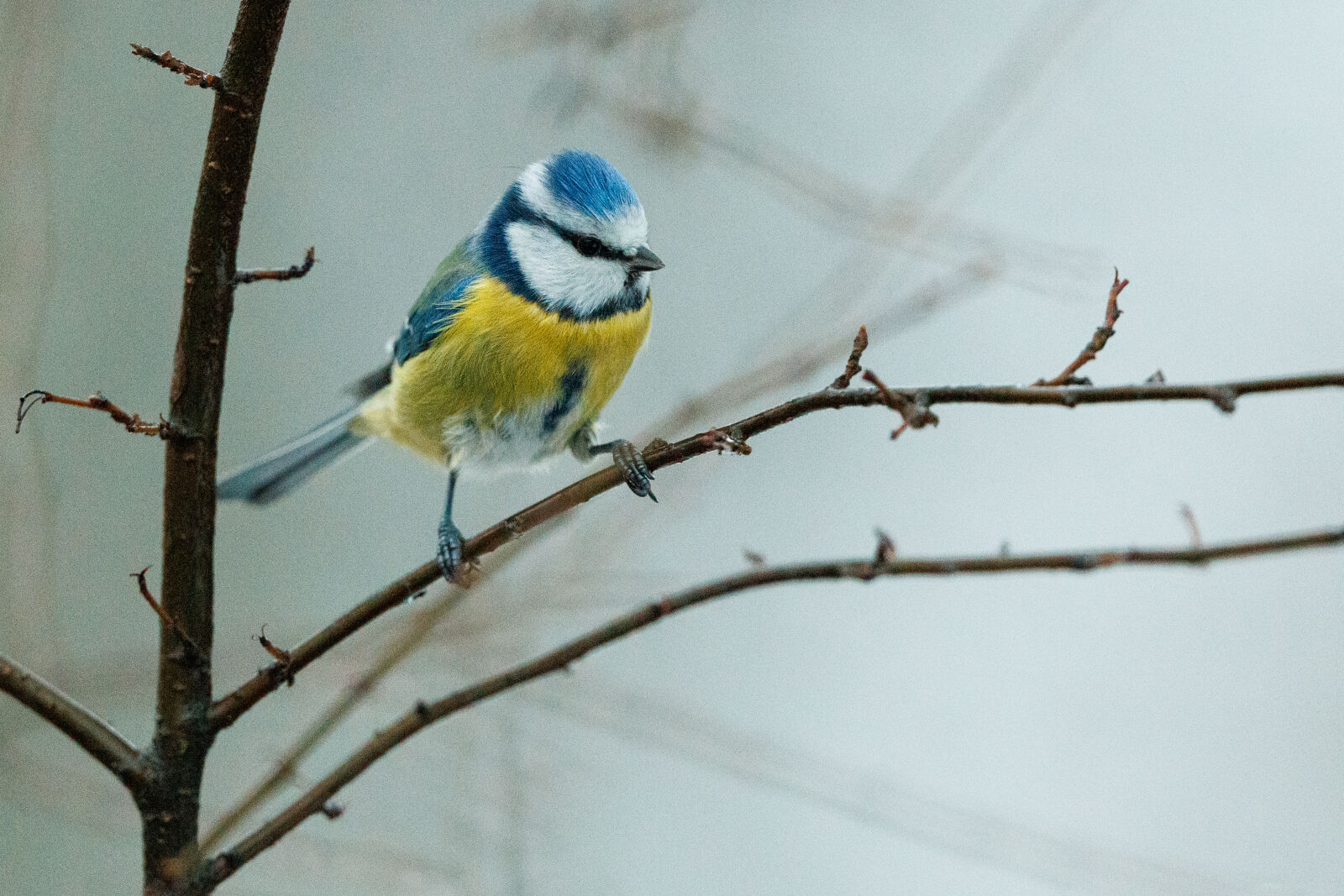Canon EOS R5 sample photo. Early bird photography