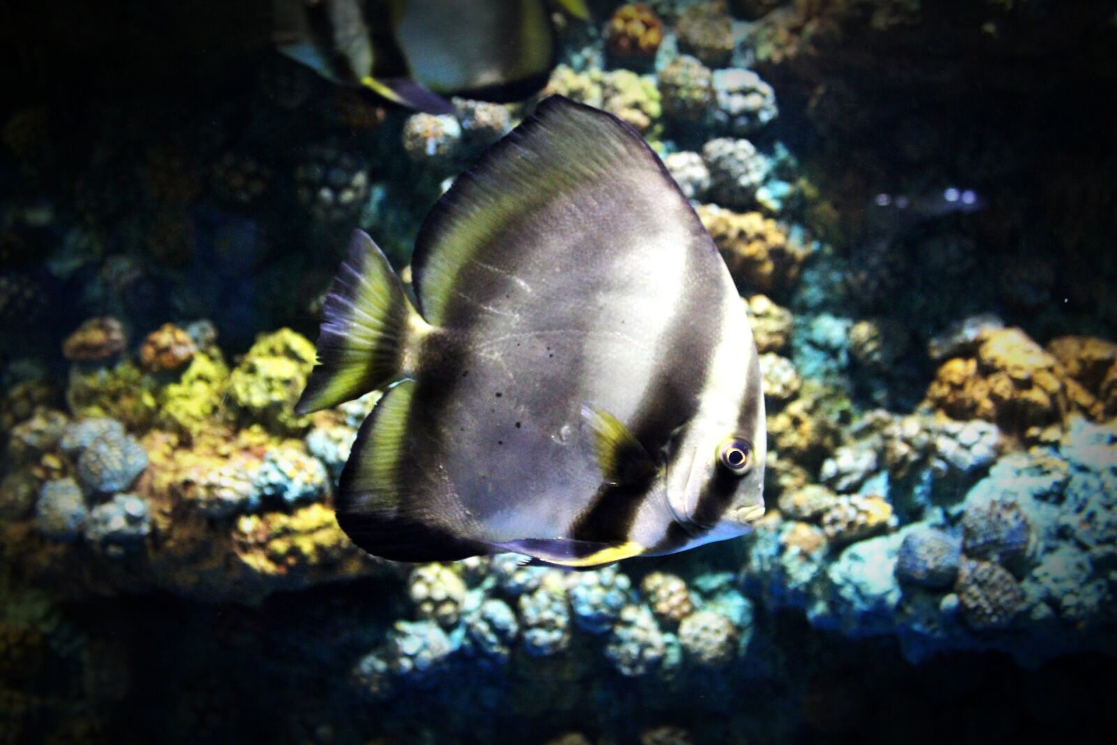 Canon EOS 650D (EOS Rebel T4i / EOS Kiss X6i) sample photo. Animal, aquarium, aquatic, bangkok photography