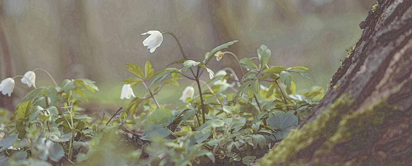 Nikon D5600 sample photo. Anemone, wood anemone, waldanemone photography