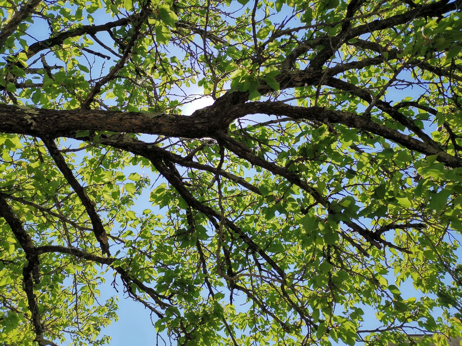 HUAWEI HMA-L29 sample photo. Tree, sun, leaves photography