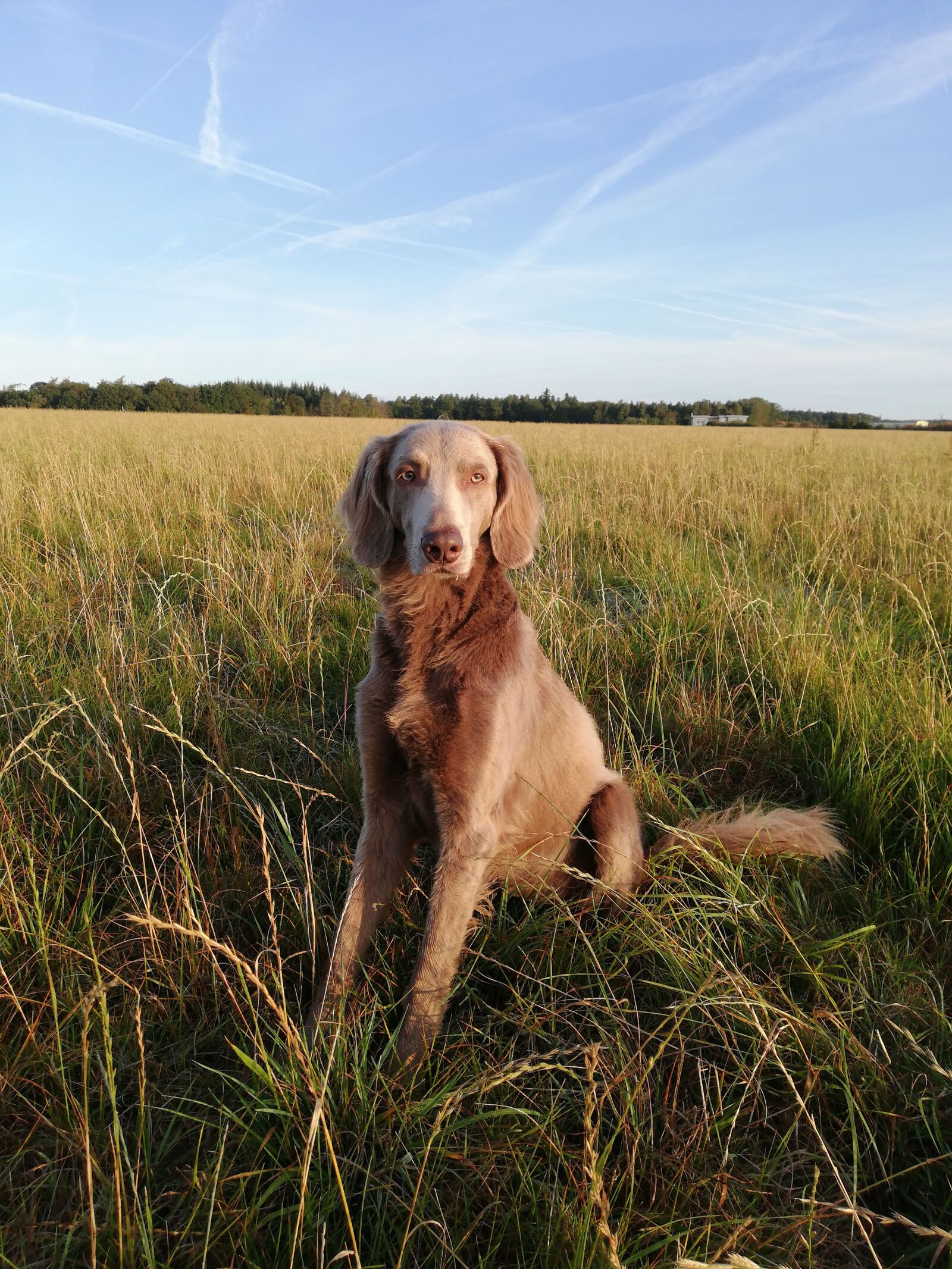 HUAWEI P20 lite sample photo. Weimaraner, dog, hunting dog photography