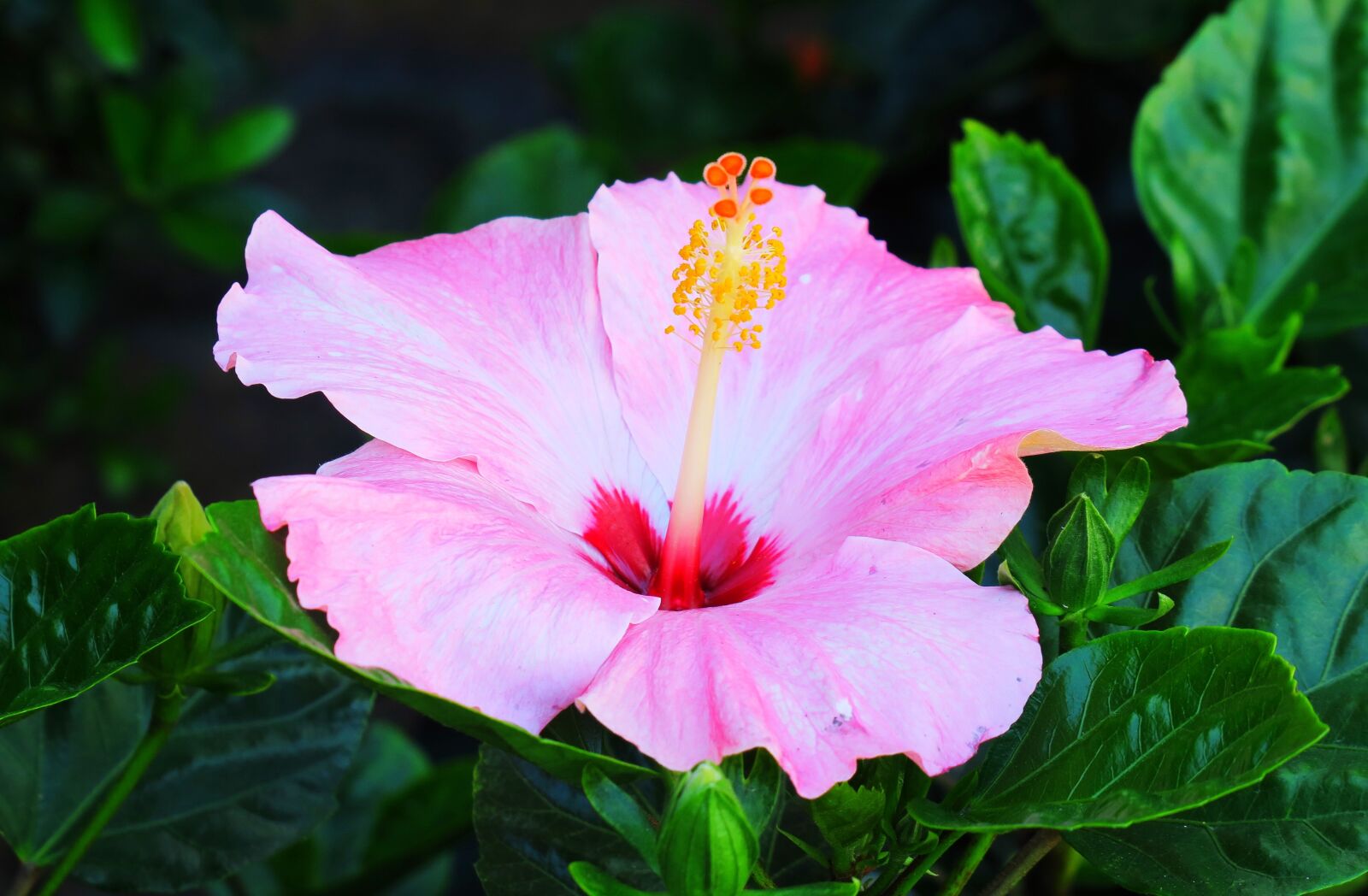Canon PowerShot G3 X sample photo. Nature, flower, plant photography