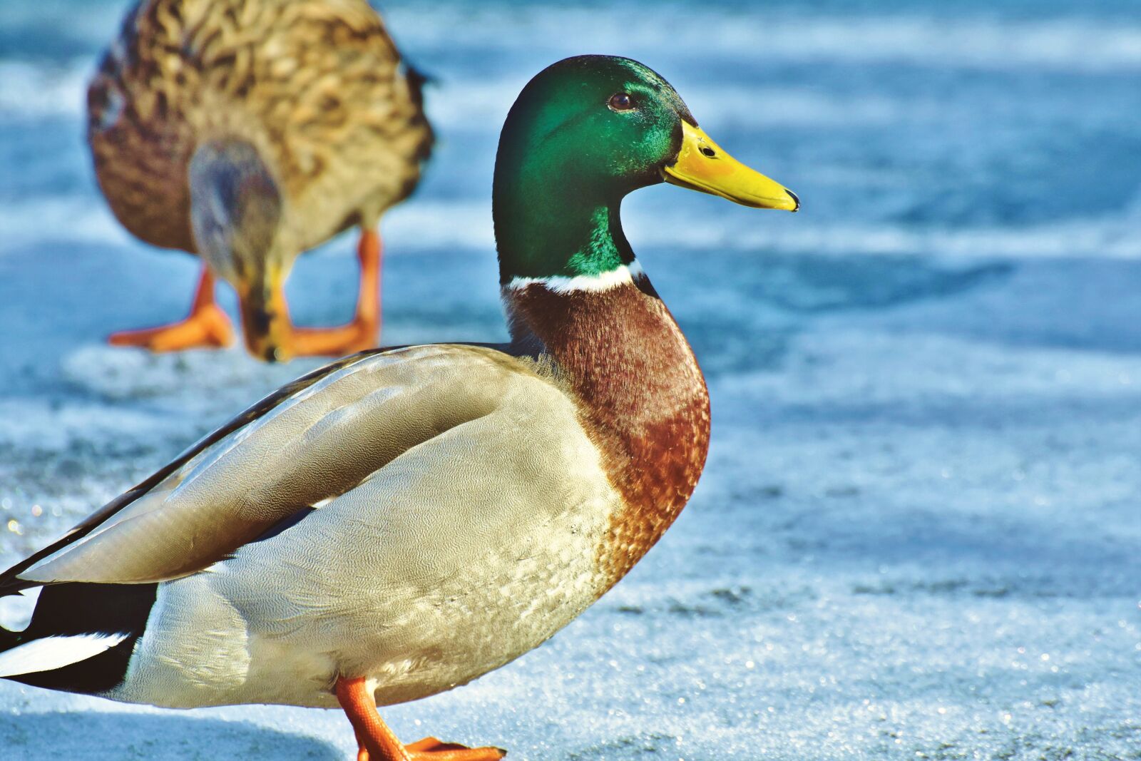 Nikon D7200 sample photo. Duck, mallard, water bird photography