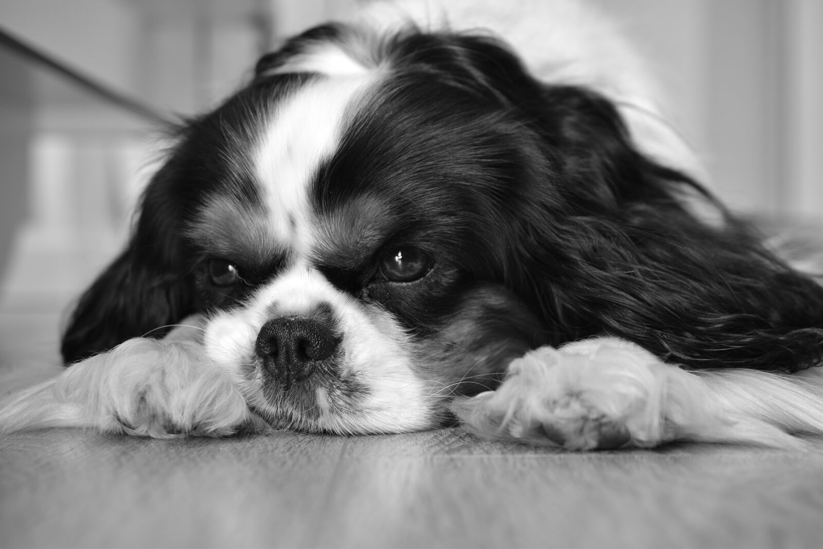 Nikon D5600 sample photo. Dog, cavalier king charles photography