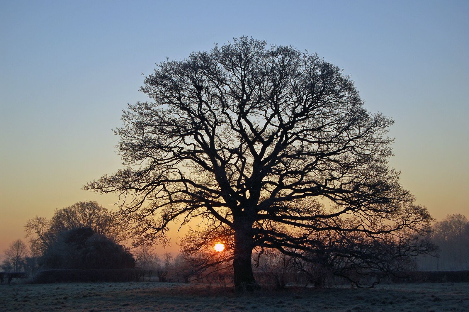 Nikon D50 sample photo. Tree, sunrise, silhouette photography