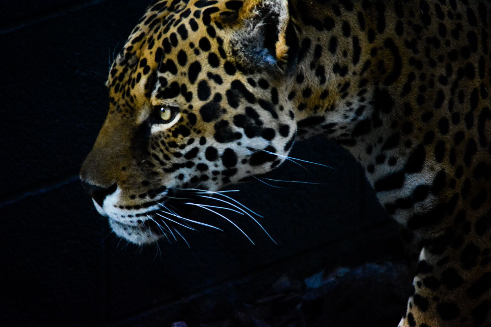 Nikon D5200 sample photo. Bigcat, bigcats, jaguar, jaguars photography