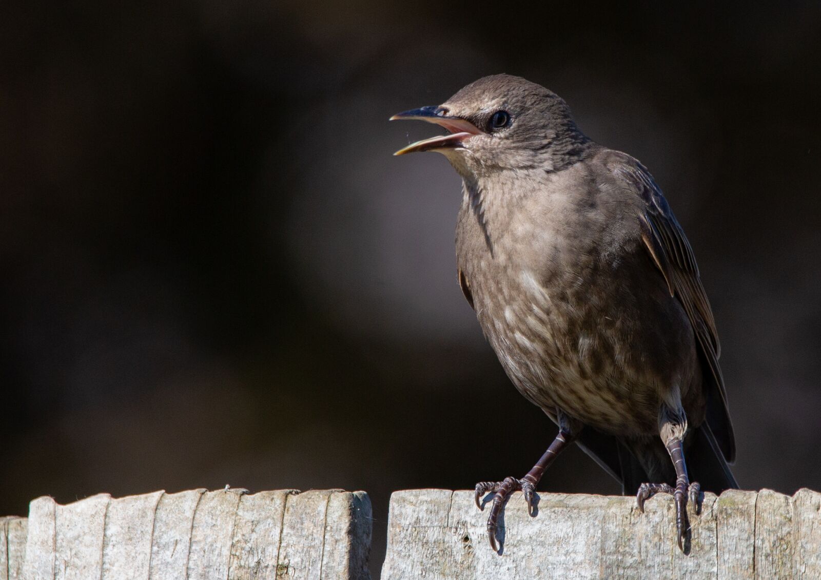 150-600mm F5-6.3 DG OS HSM | Contemporary 015 sample photo. Juvenile starling, starling, close photography