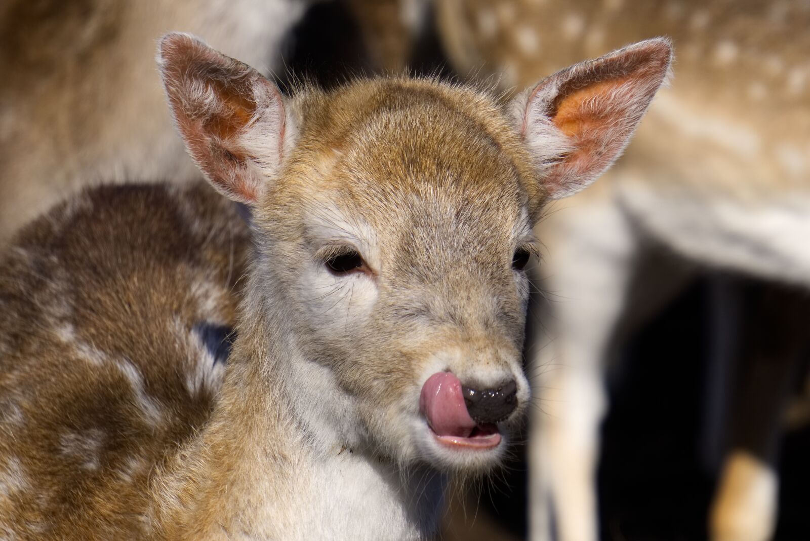 Sony a6000 sample photo. Roe deer, fawn, cute photography