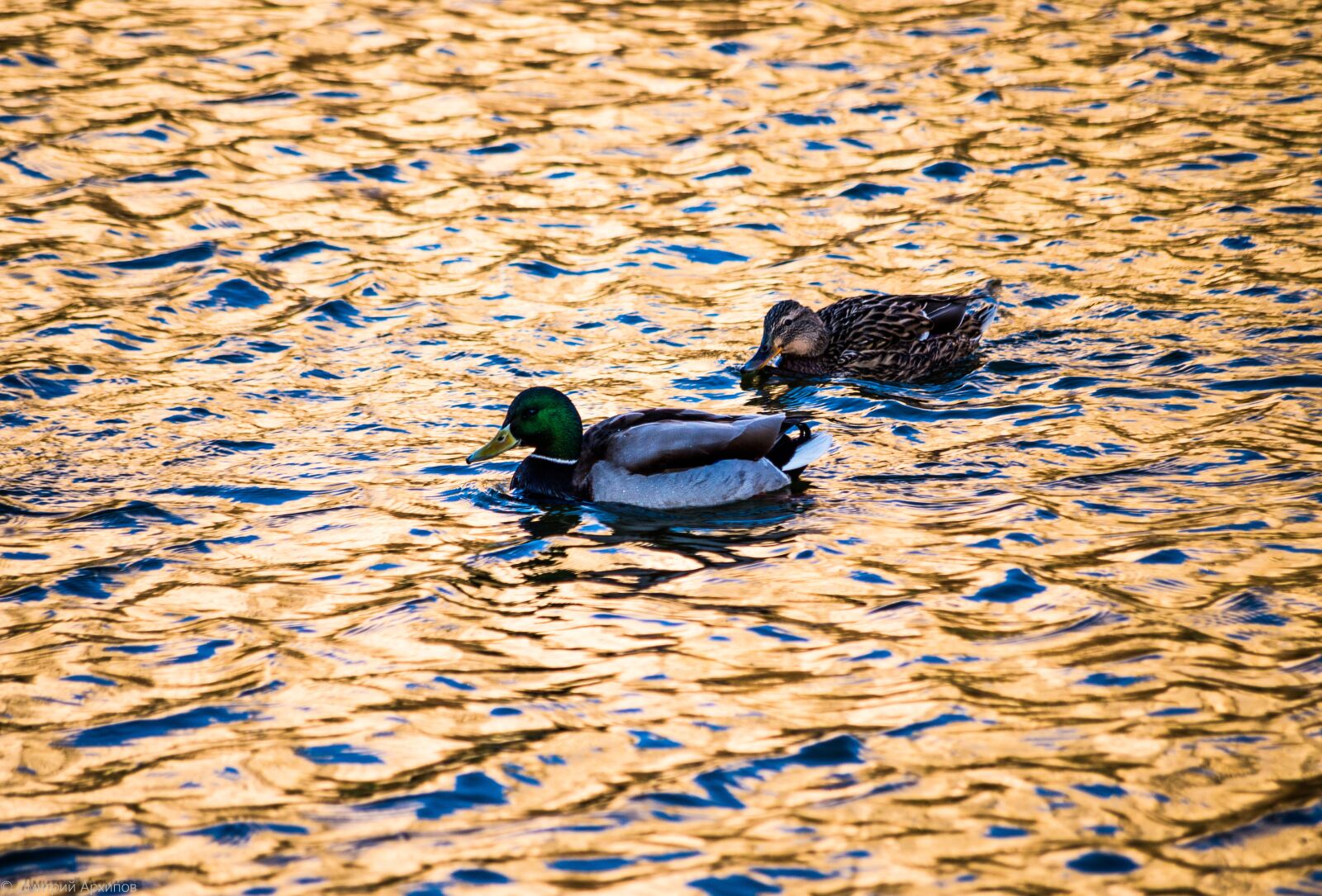 Pentax K-30 sample photo. Water, ducks, sun photography