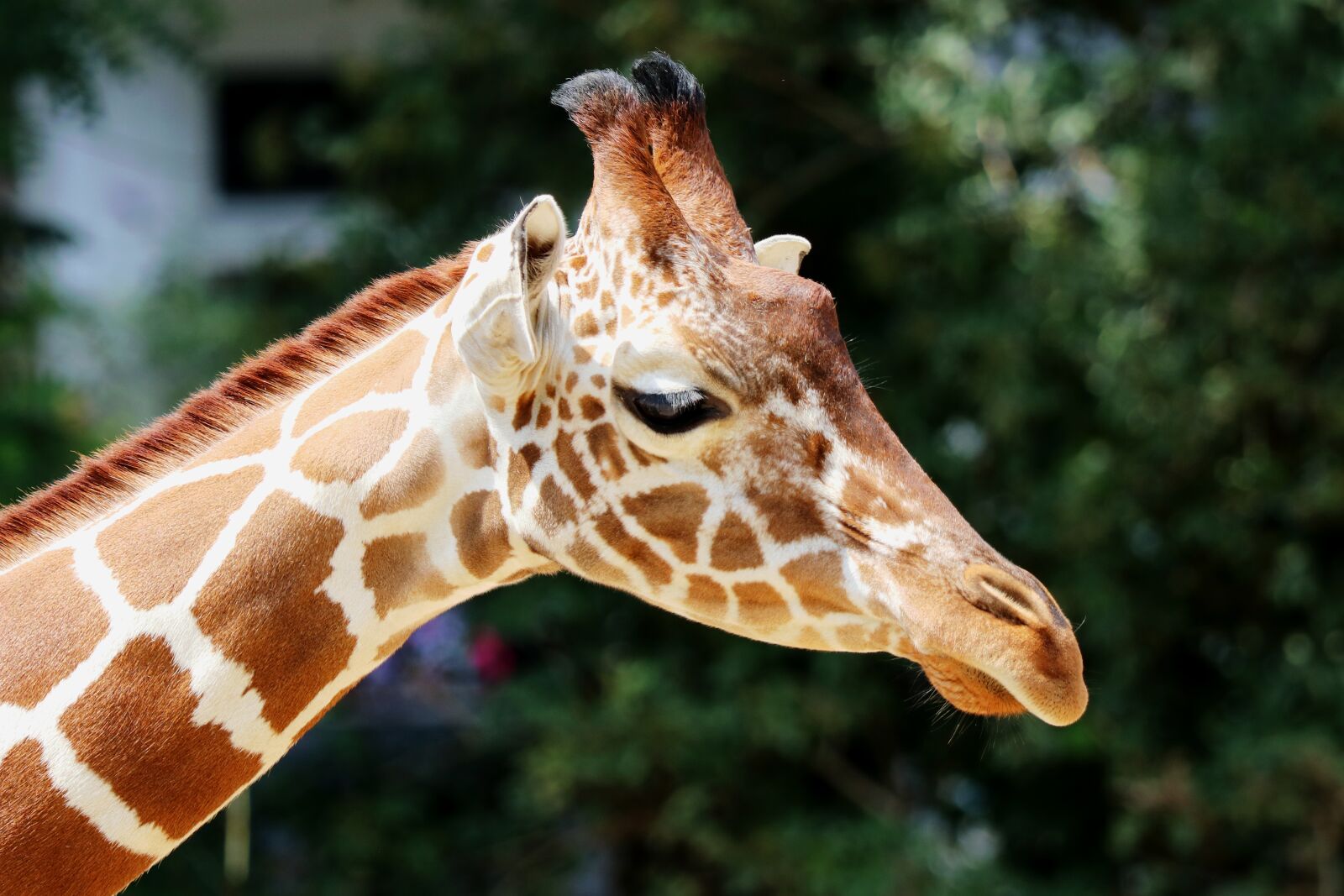 Canon EOS 80D sample photo. Giraffe, zoo, mammal photography