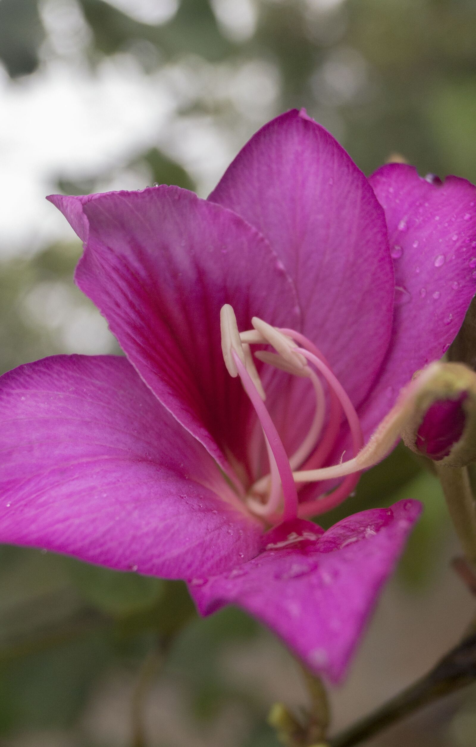Sony SLT-A57 sample photo. Flower, purple, nature photography