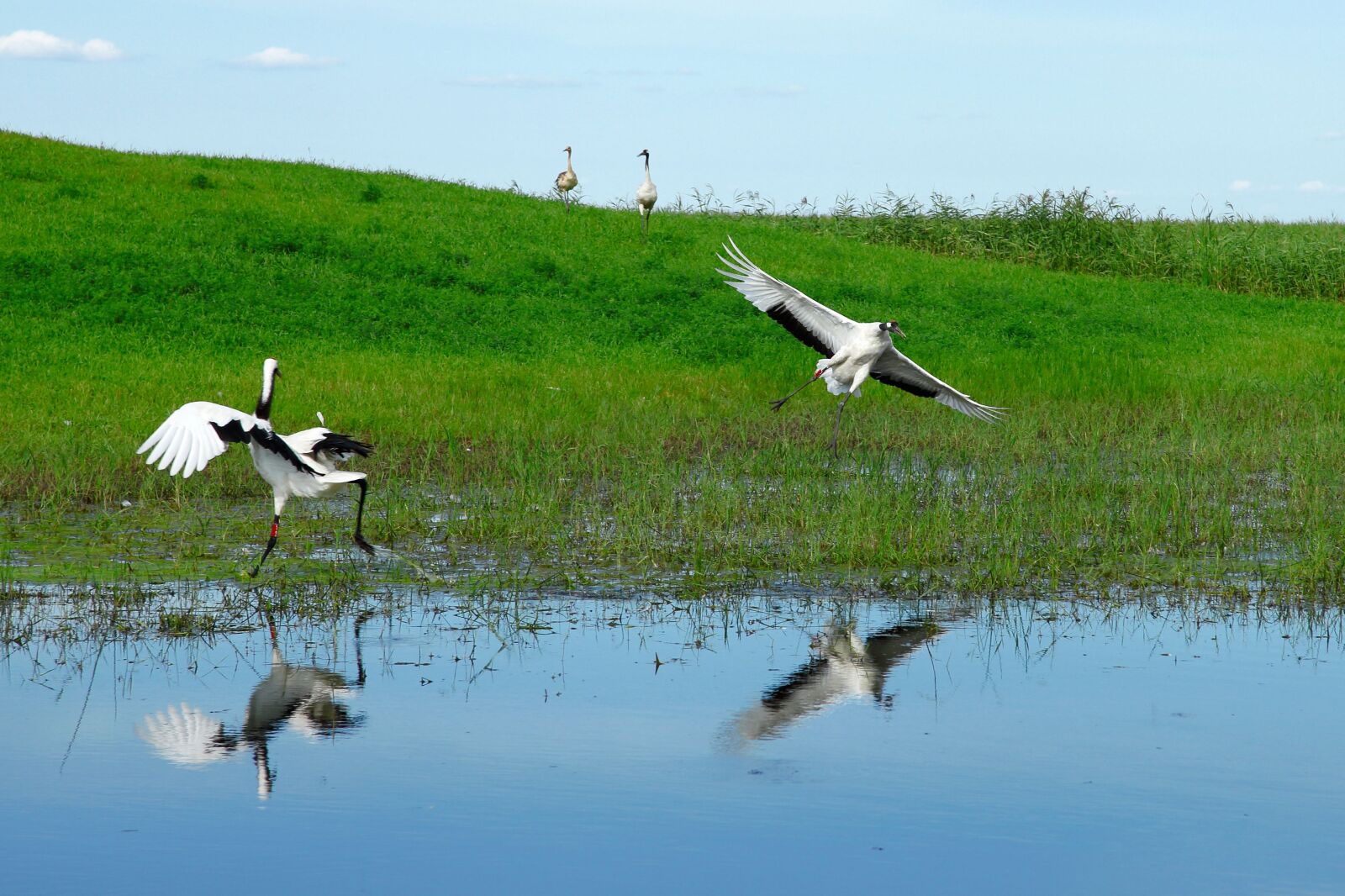 Canon EOS 5D Mark II sample photo. Heilongjiang, pinned dragon, wetlands photography