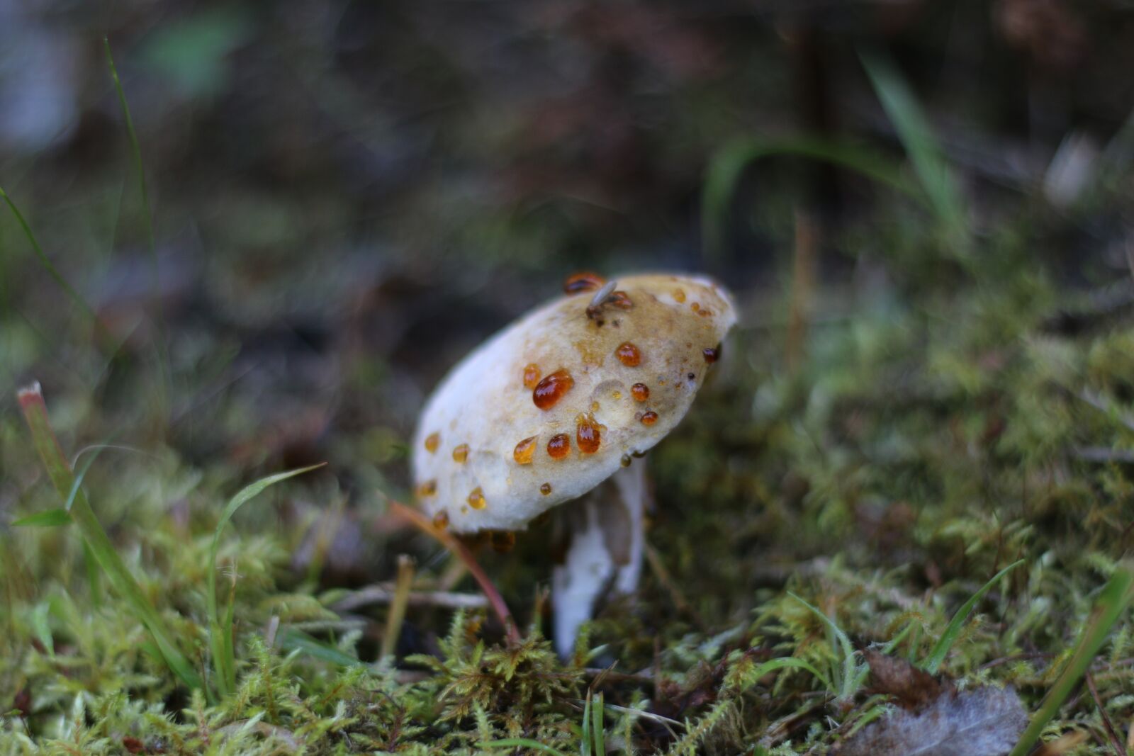 Canon EOS 70D + Canon EF 50mm F1.8 II sample photo. Mushroom, autumn, moss photography