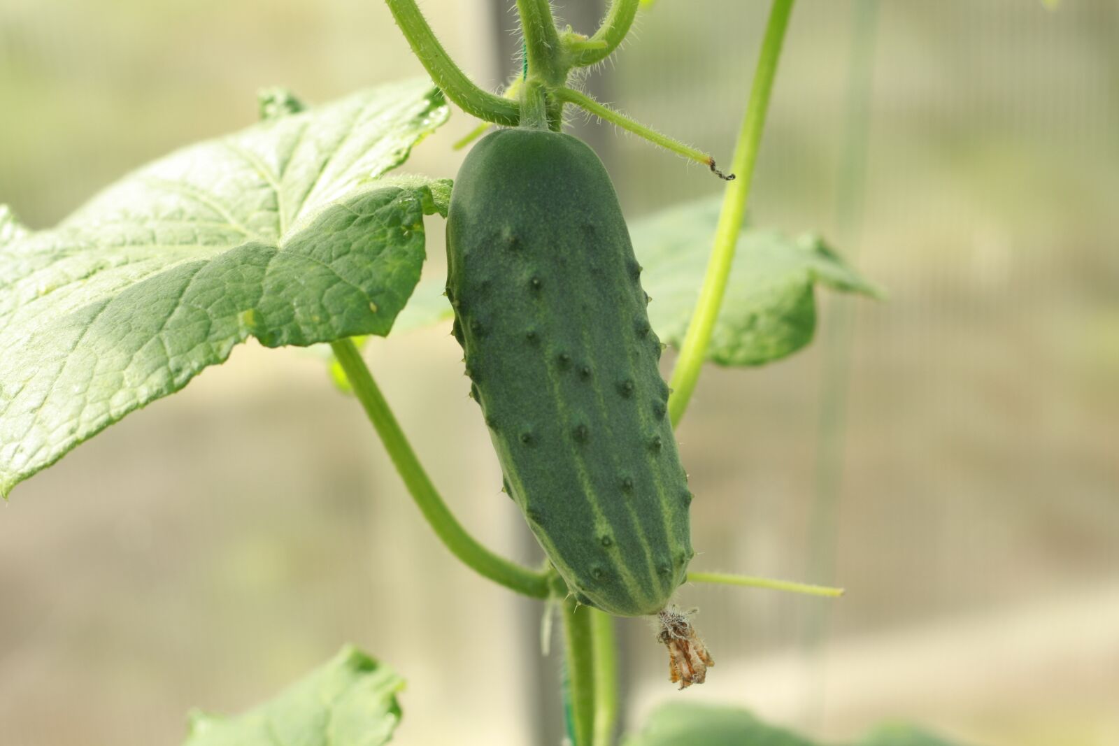 Canon EOS 450D (EOS Rebel XSi / EOS Kiss X2) sample photo. Cucumber, garden, vegetables photography