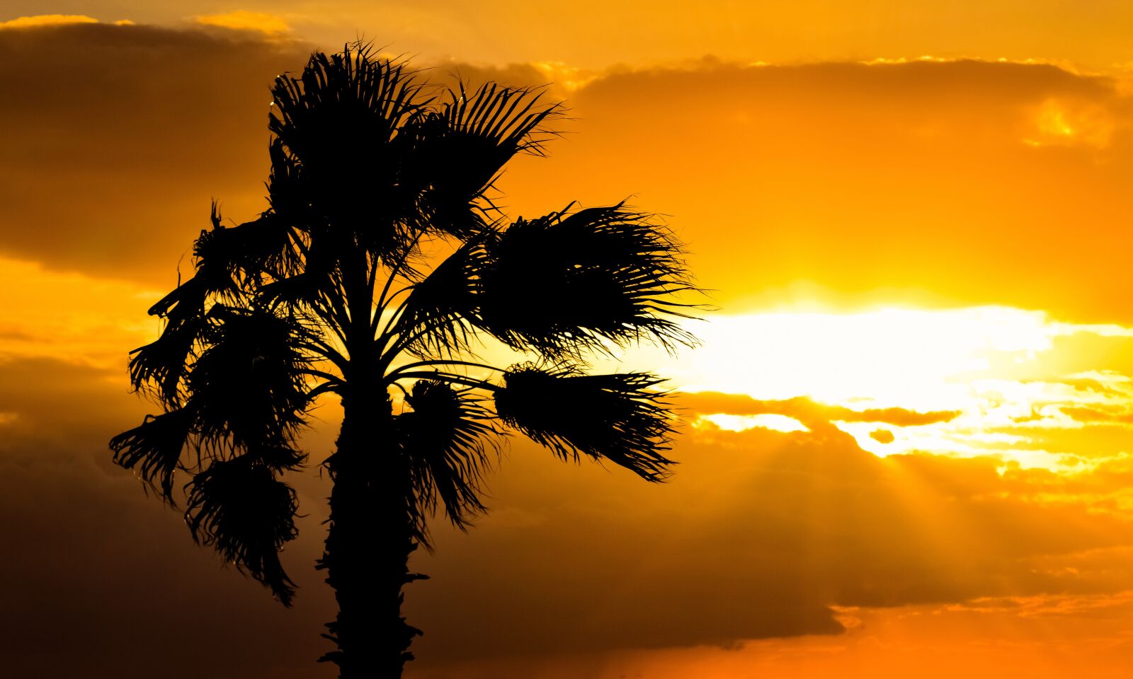 Nikon D3300 sample photo. Palm tree, sunset, sky photography