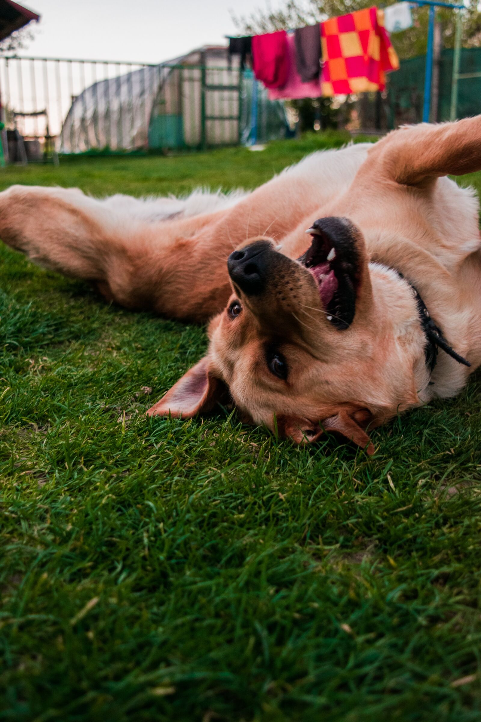 Nikon D5300 sample photo. Dog, animal, a wall photography