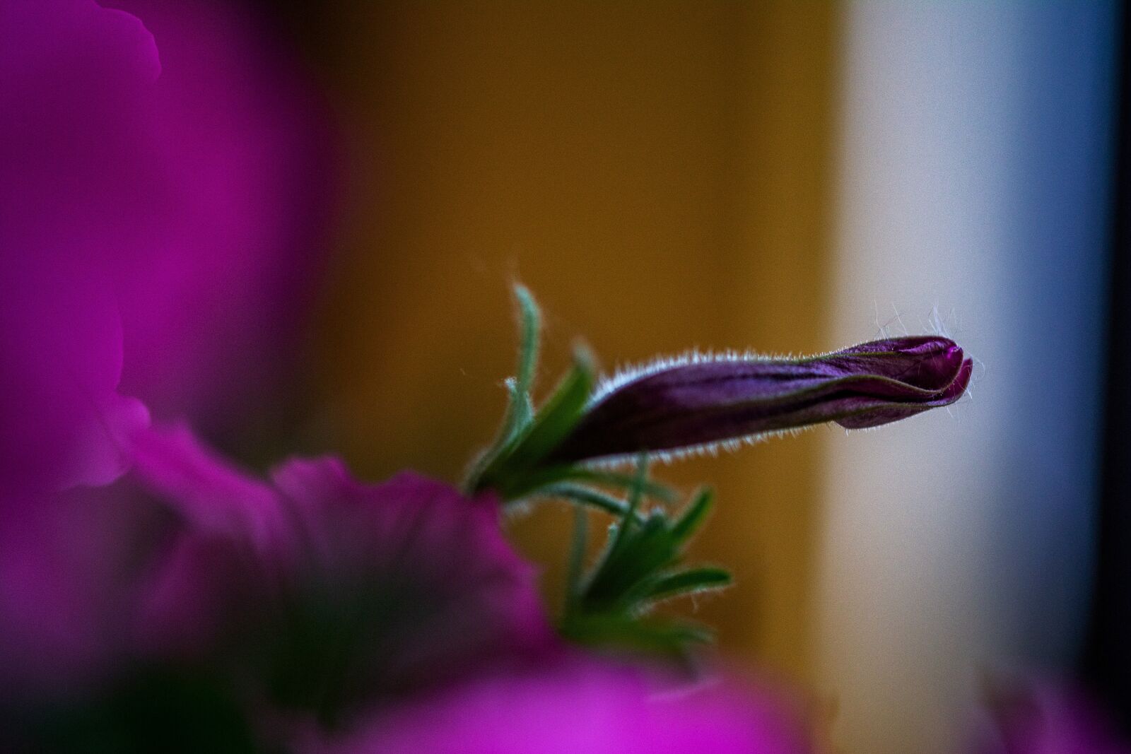 Nikon D7100 sample photo. Macro, flower, nature photography