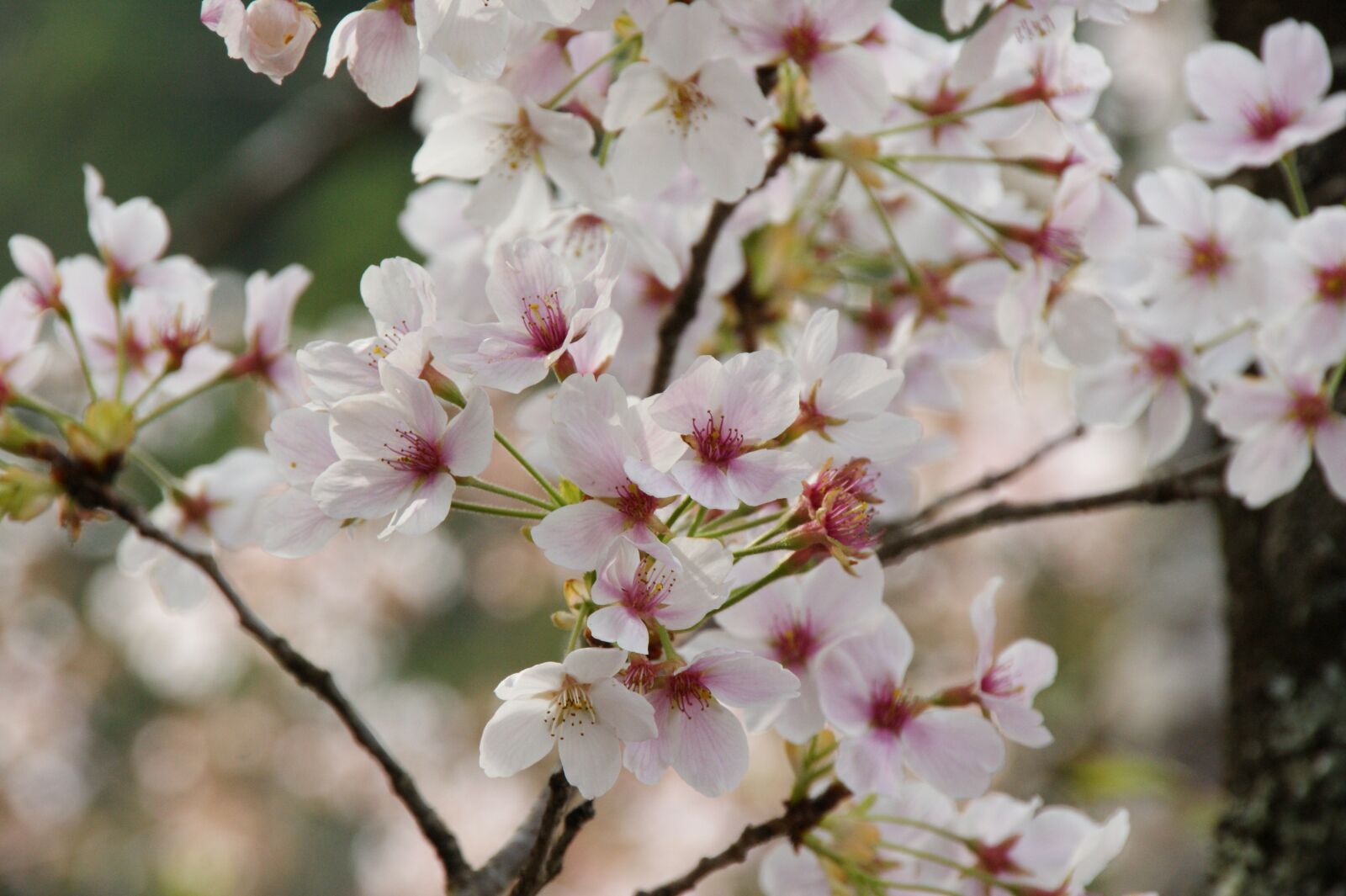 Sony Alpha DSLR-A350 sample photo. Cherry blossoms, japan, landscape photography