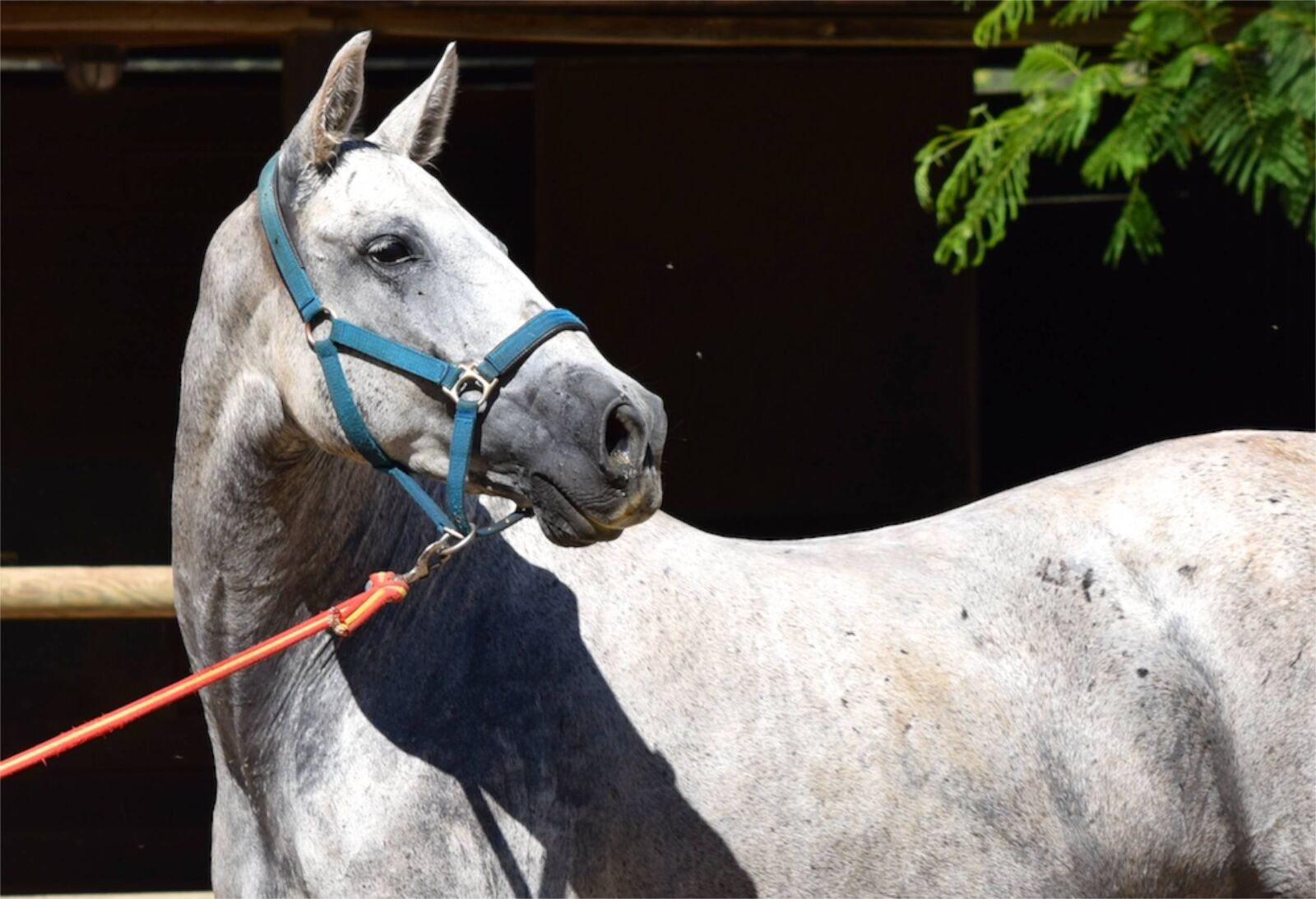 Nikon D3300 sample photo. Andalusian, andalusian horse, horse photography