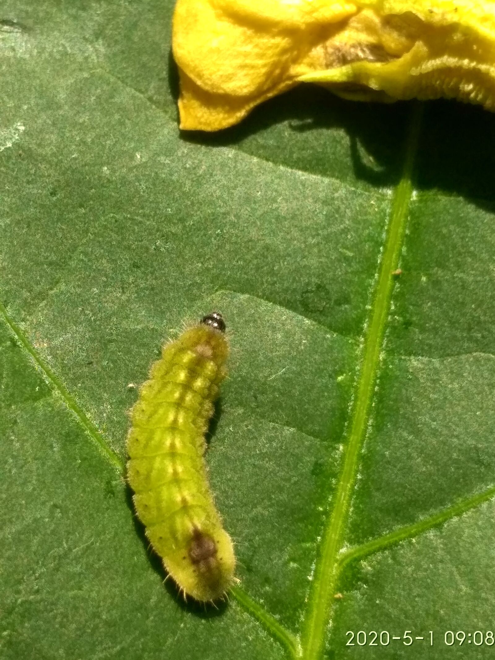 Xiaomi Redmi 3S sample photo. Larva, long bean's, flower photography