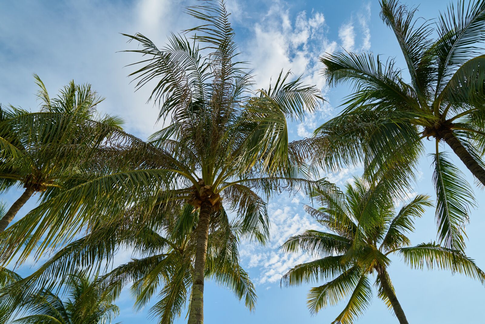 Sony a7R II sample photo. Tree, palm, season photography