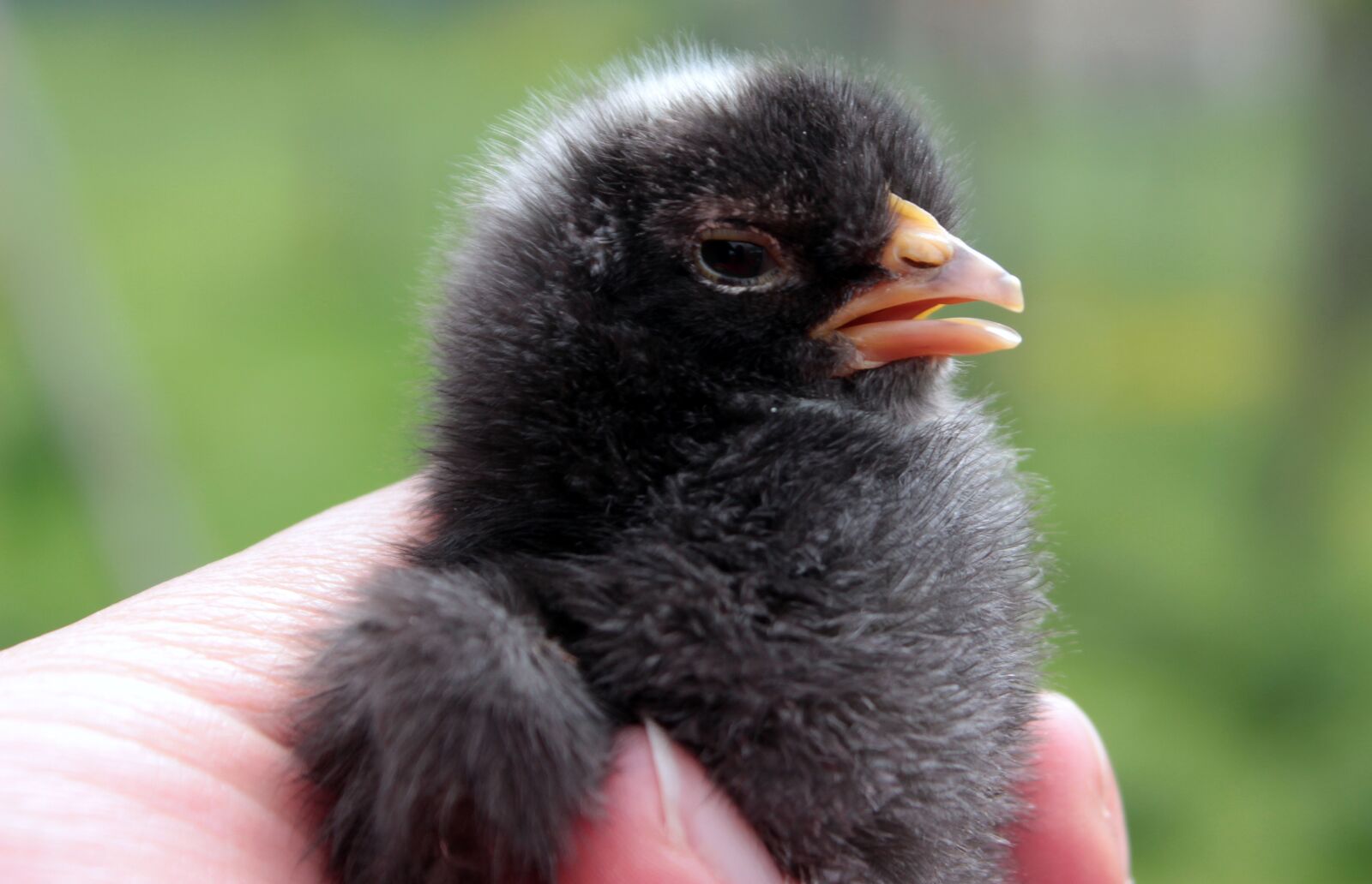 Canon EOS 650D (EOS Rebel T4i / EOS Kiss X6i) sample photo. Chicks, black, chickens photography