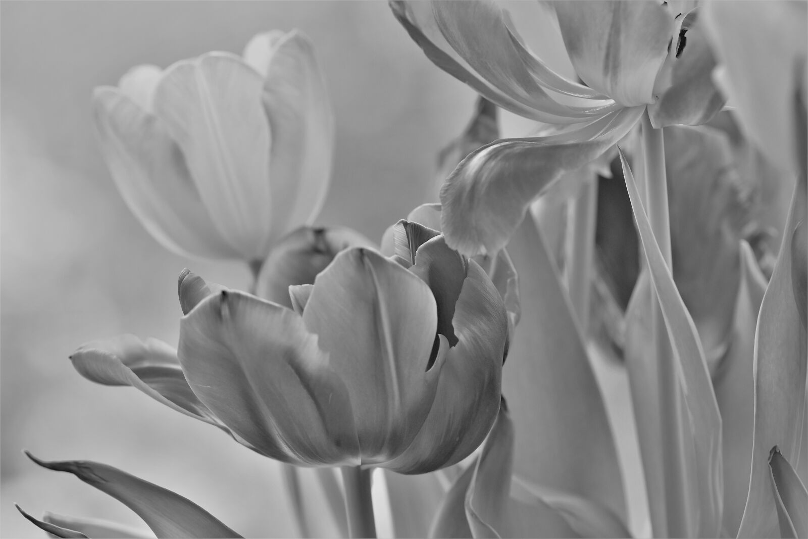 Nikon D5500 sample photo. Tulip, nature, flower photography