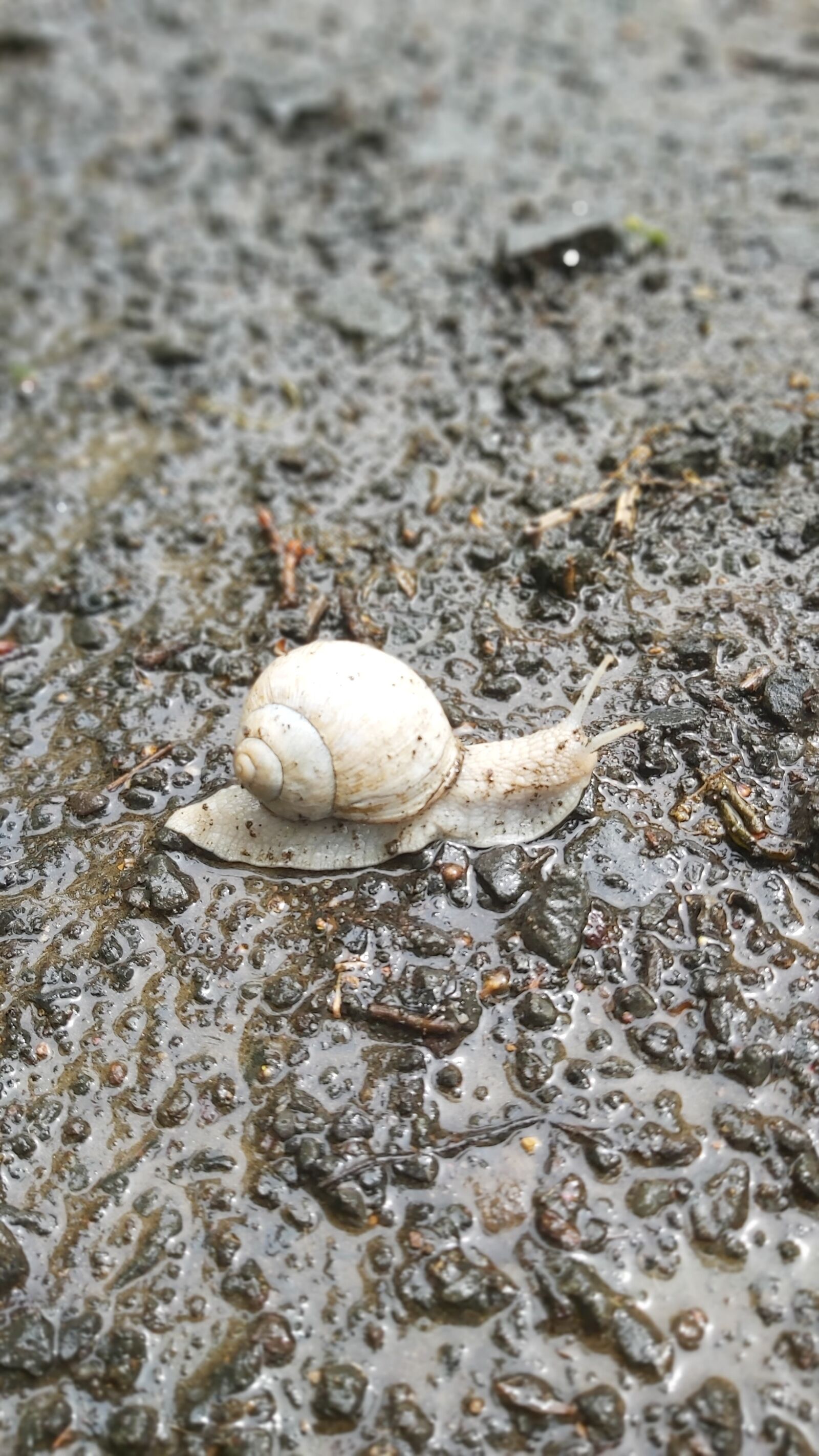Samsung Galaxy A70 sample photo. Snail, shell, mucus photography
