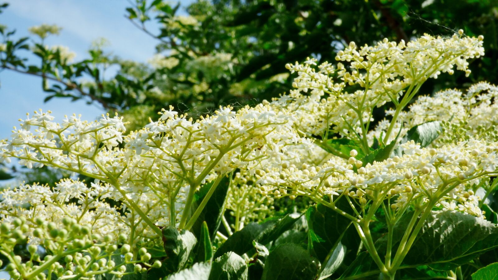 Panasonic DMC-FZ72 sample photo. Flowers, elder, black photography