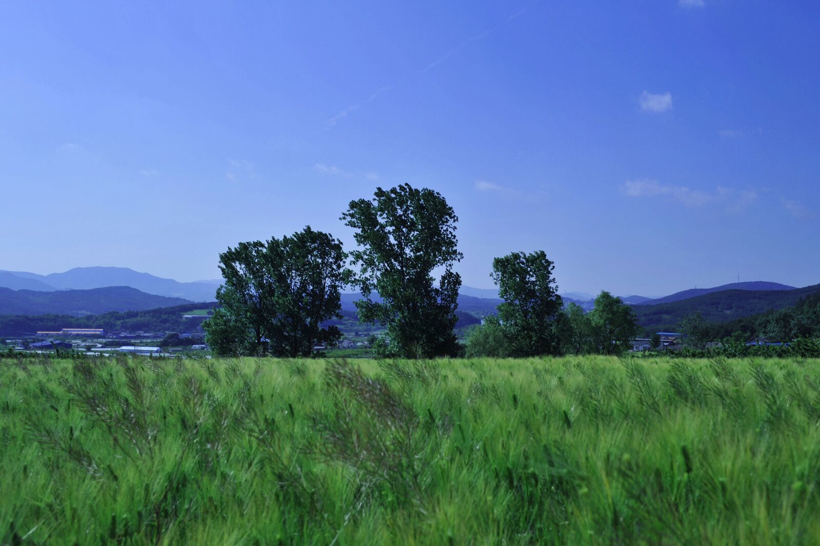 Nikon D700 sample photo. Barley field, rural landscape photography
