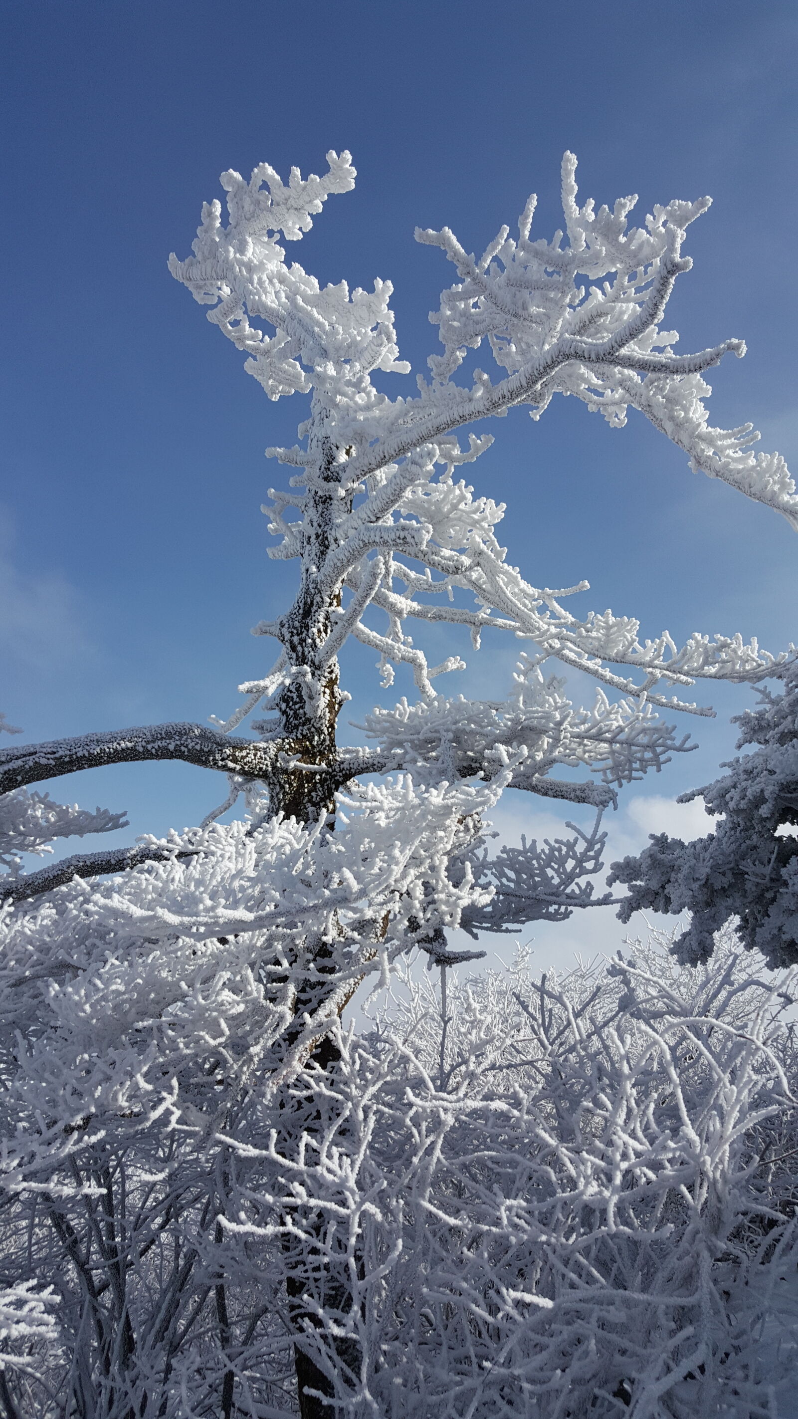 Samsung Galaxy Note5 sample photo. Korea, mountain, taebaeksan, winter photography