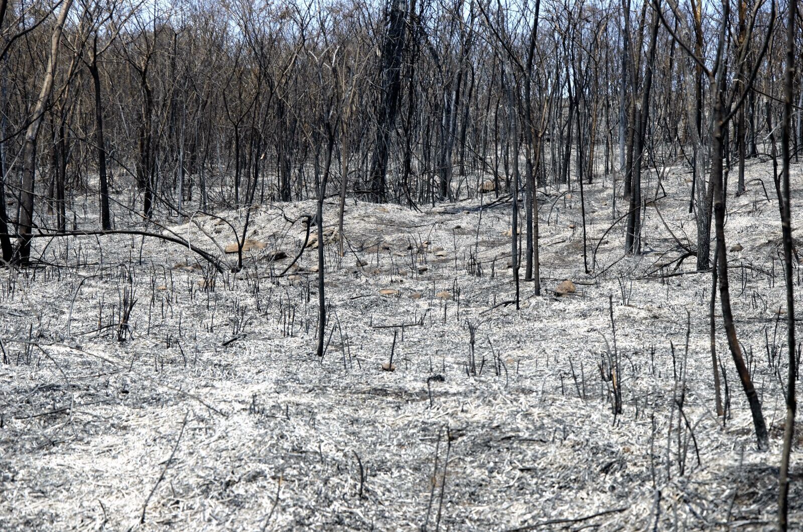 Nikon D5100 sample photo. Burned, fire, burn photography