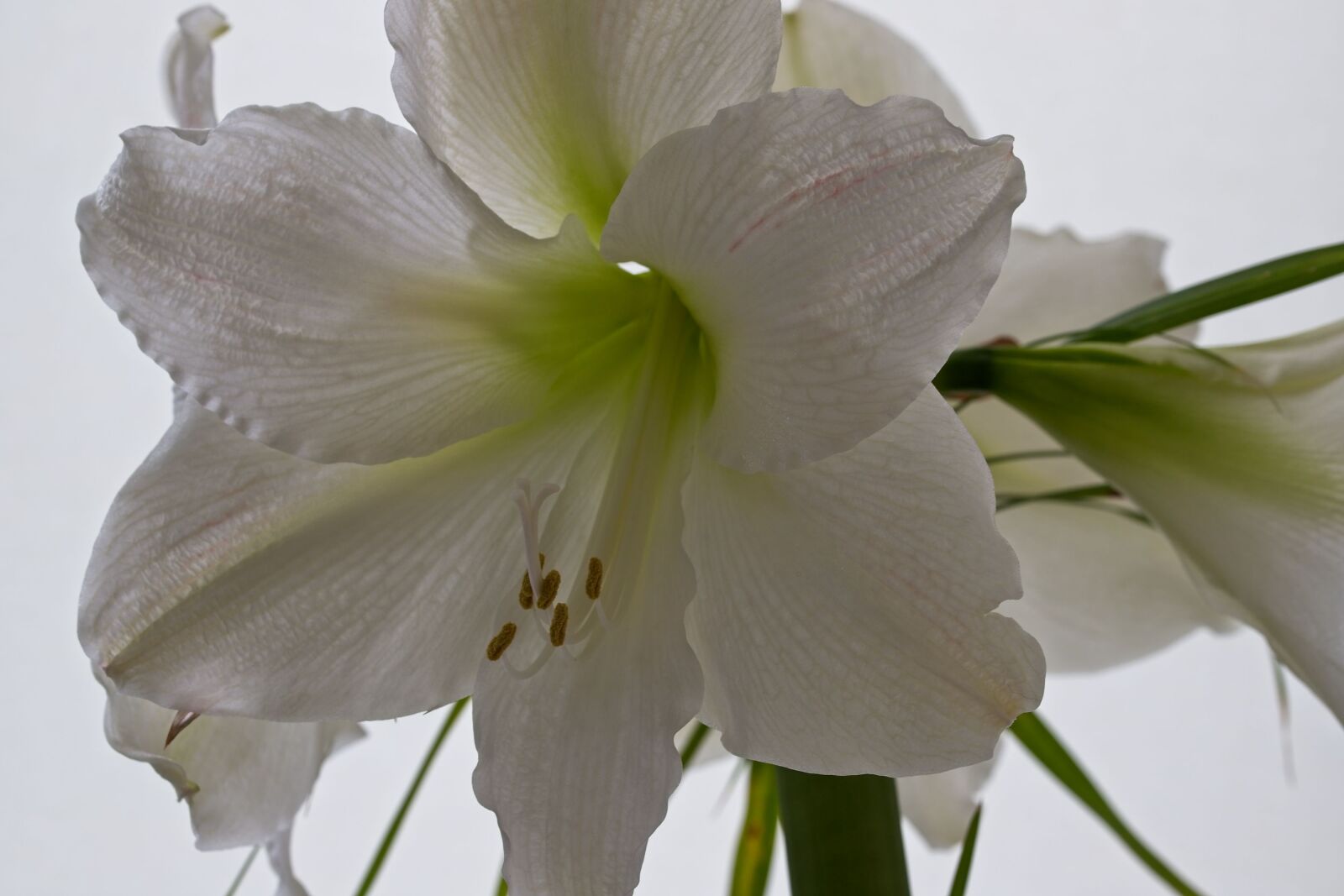 Canon EOS 6D Mark II sample photo. Amaryllis, flower, white photography