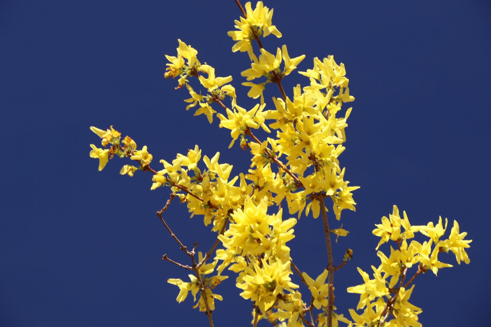 Canon EOS 80D sample photo. Forsythia, blossom, bloom photography