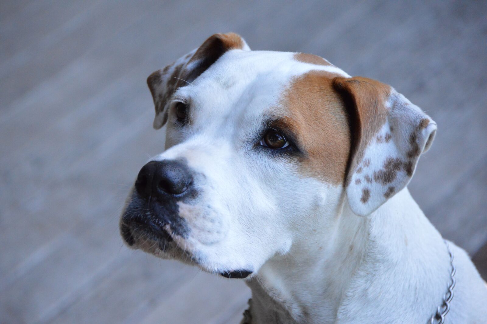 Nikon D3200 sample photo. Dog, hungry, cute photography
